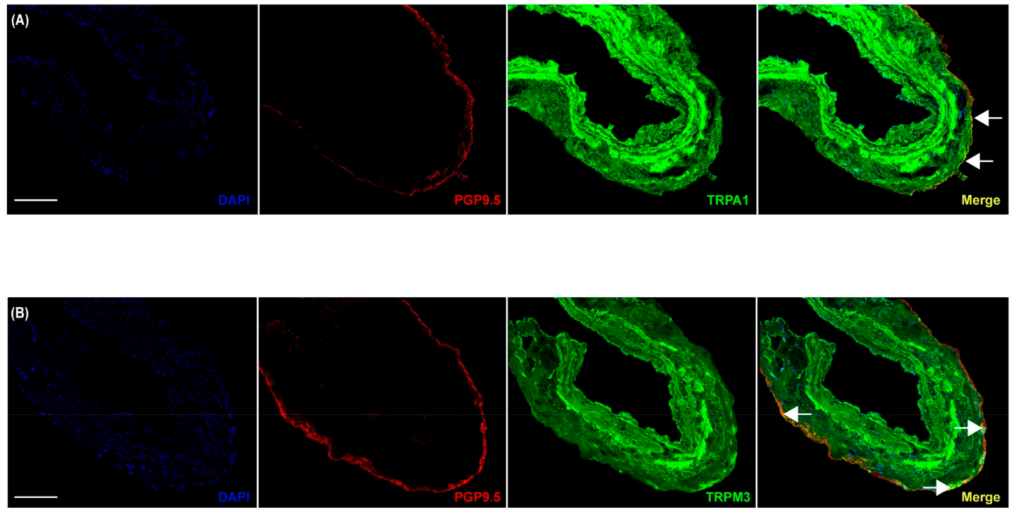 Pharmaceuticals 17 00156 g004a