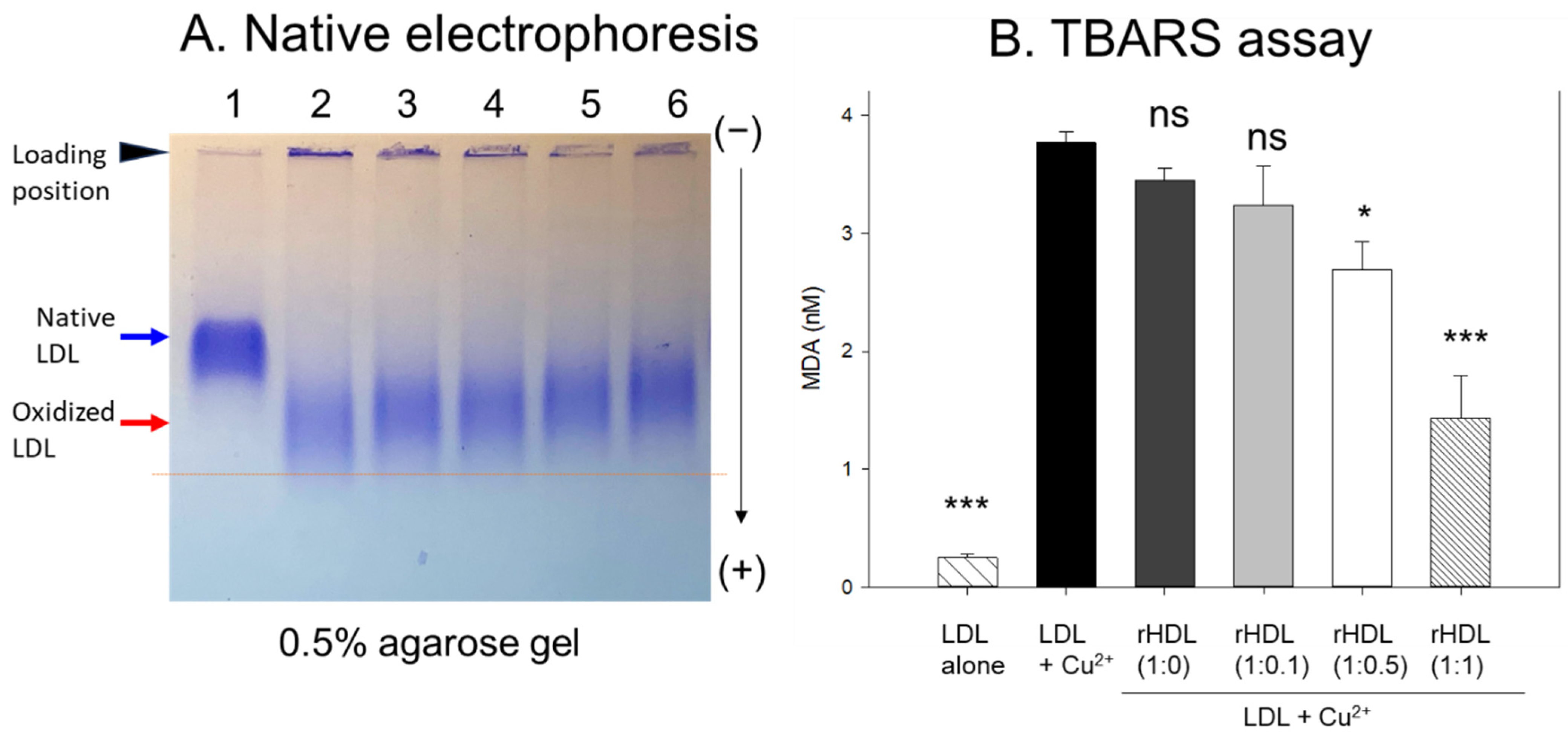 Pharmaceuticals 17 00165 g004