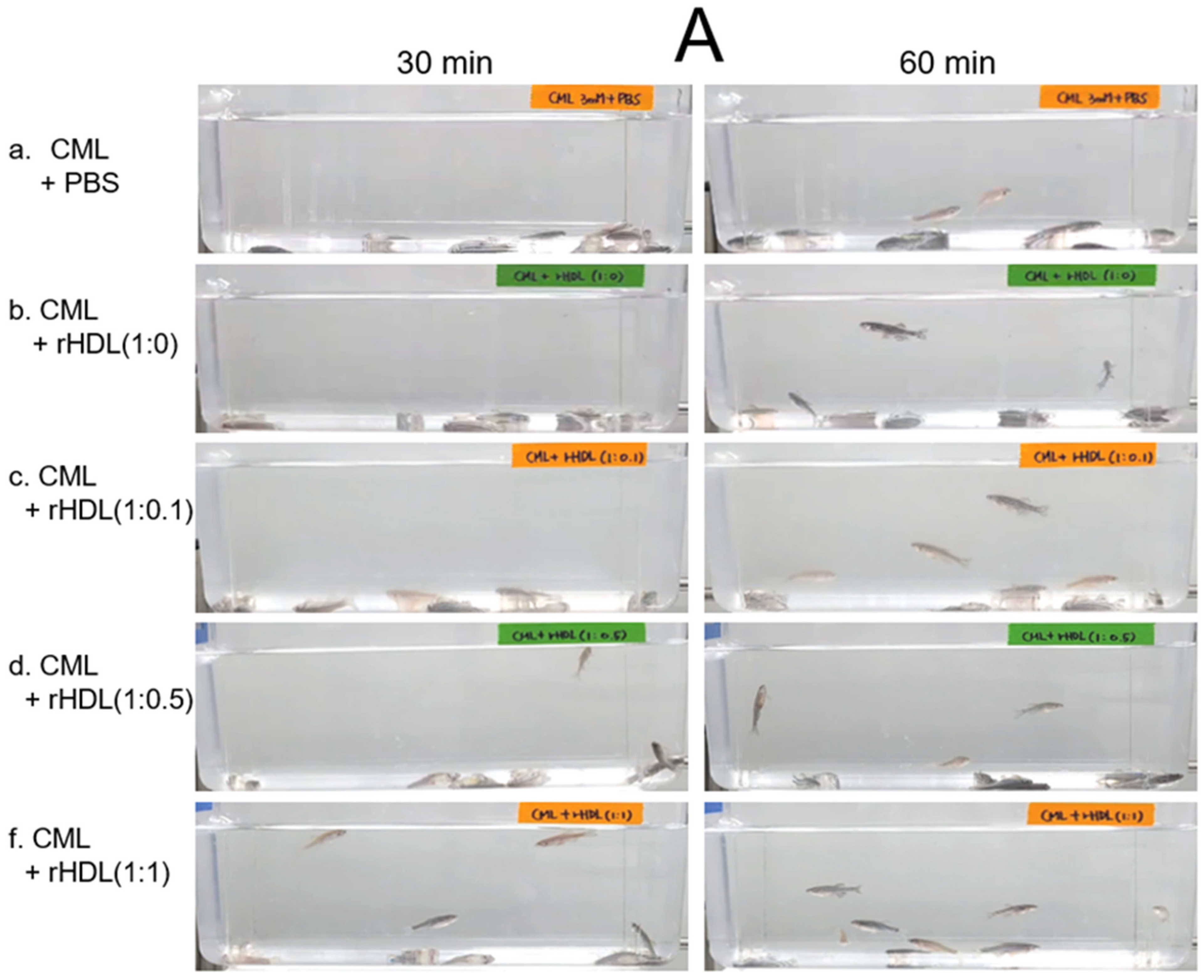 Pharmaceuticals 17 00165 g007a