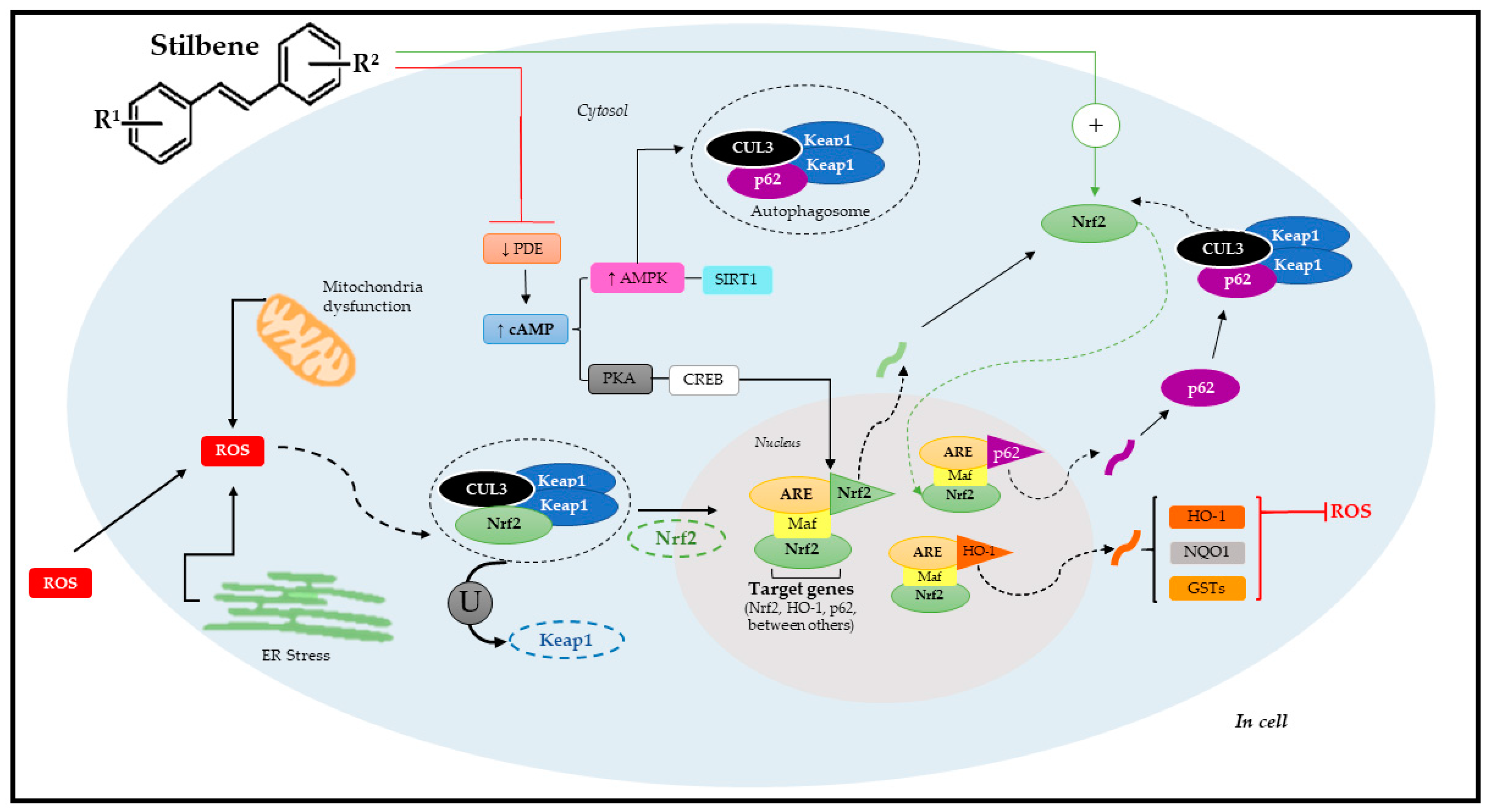 Pharmaceuticals 17 00232 g005