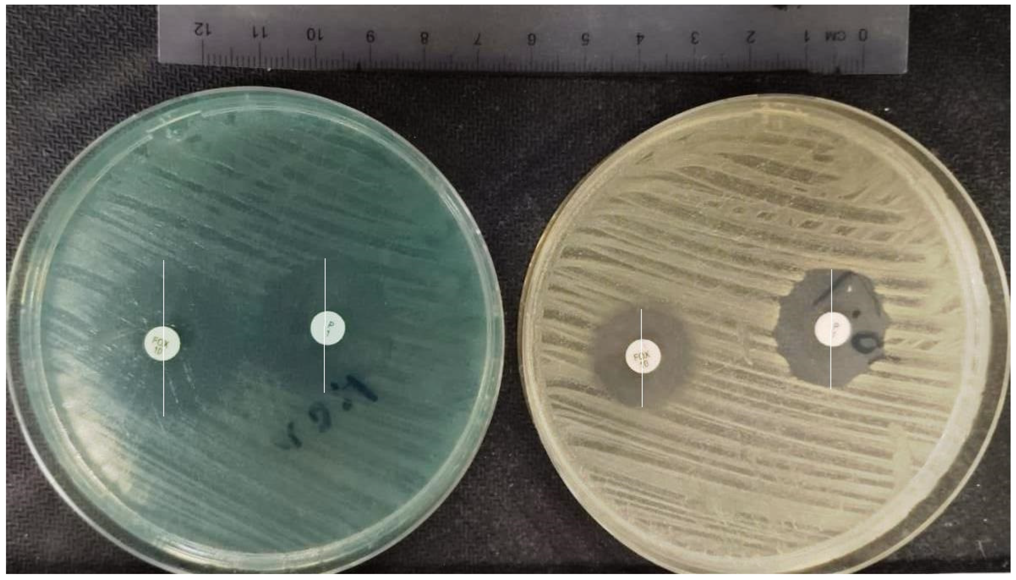 Pharmaceuticals 17 00241 g006 Pharmaceuticals 17 00241 g006