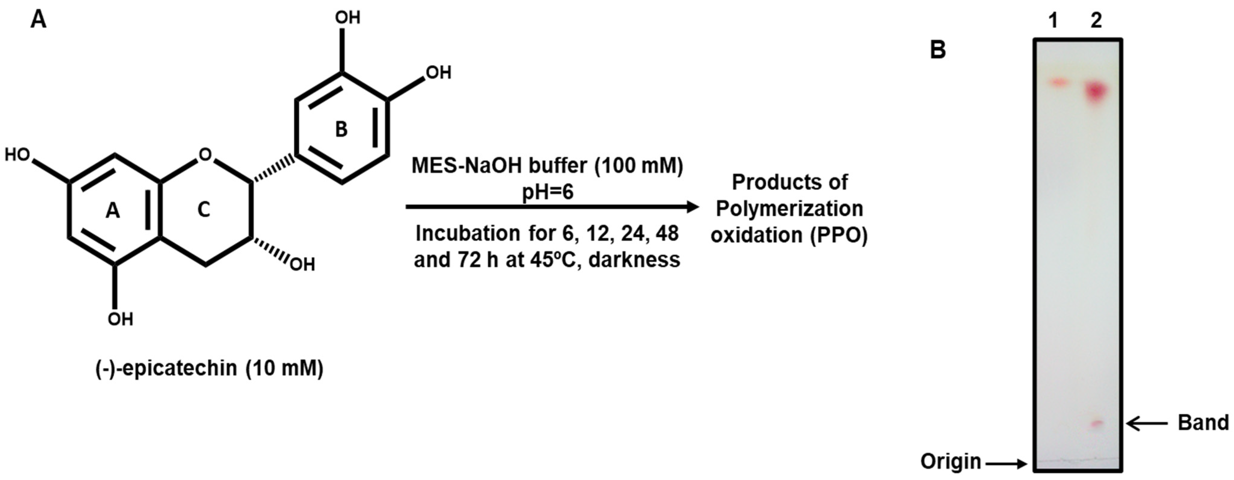 Pharmaceuticals 17 00258 g001