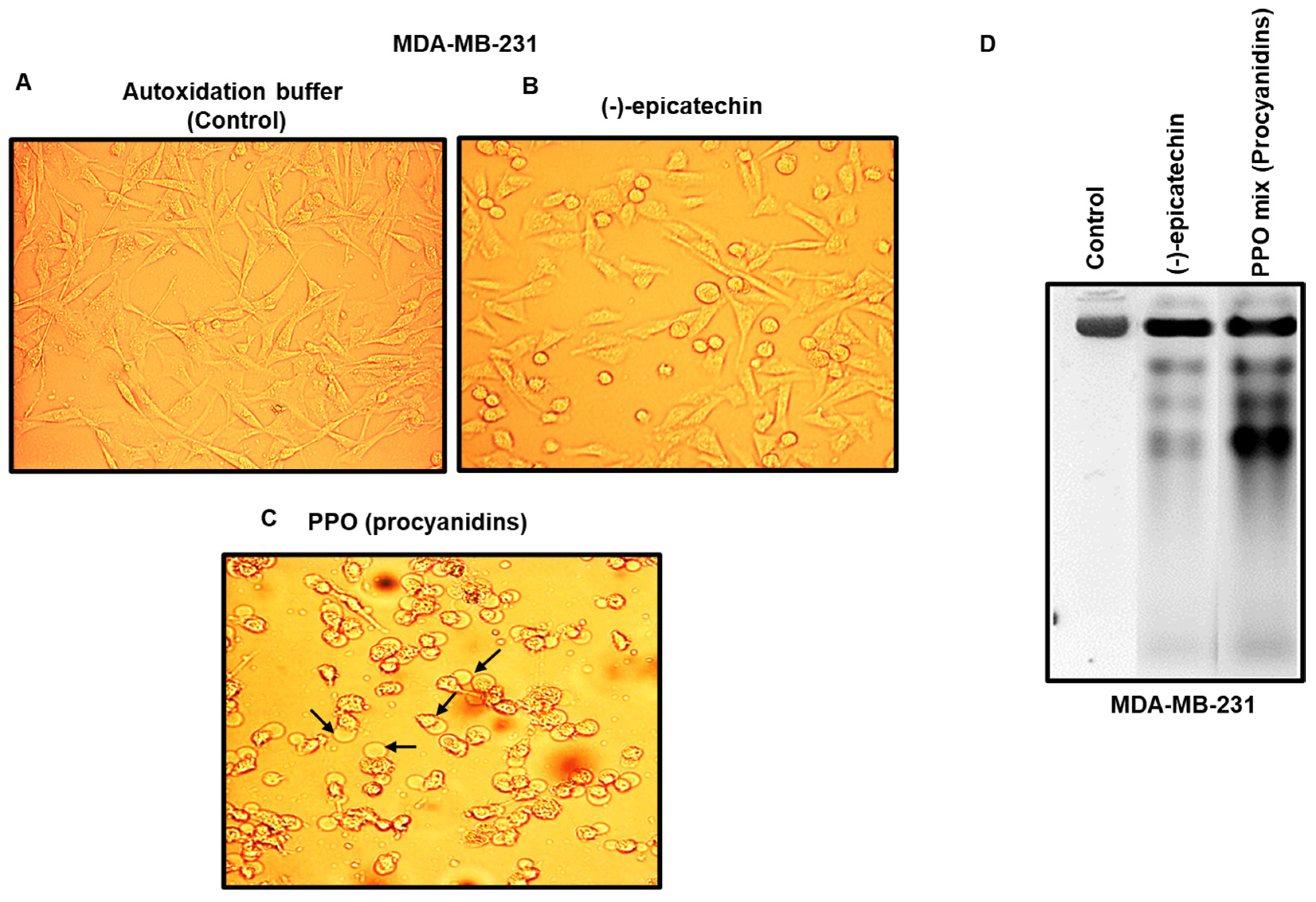 Pharmaceuticals 17 00258 g005