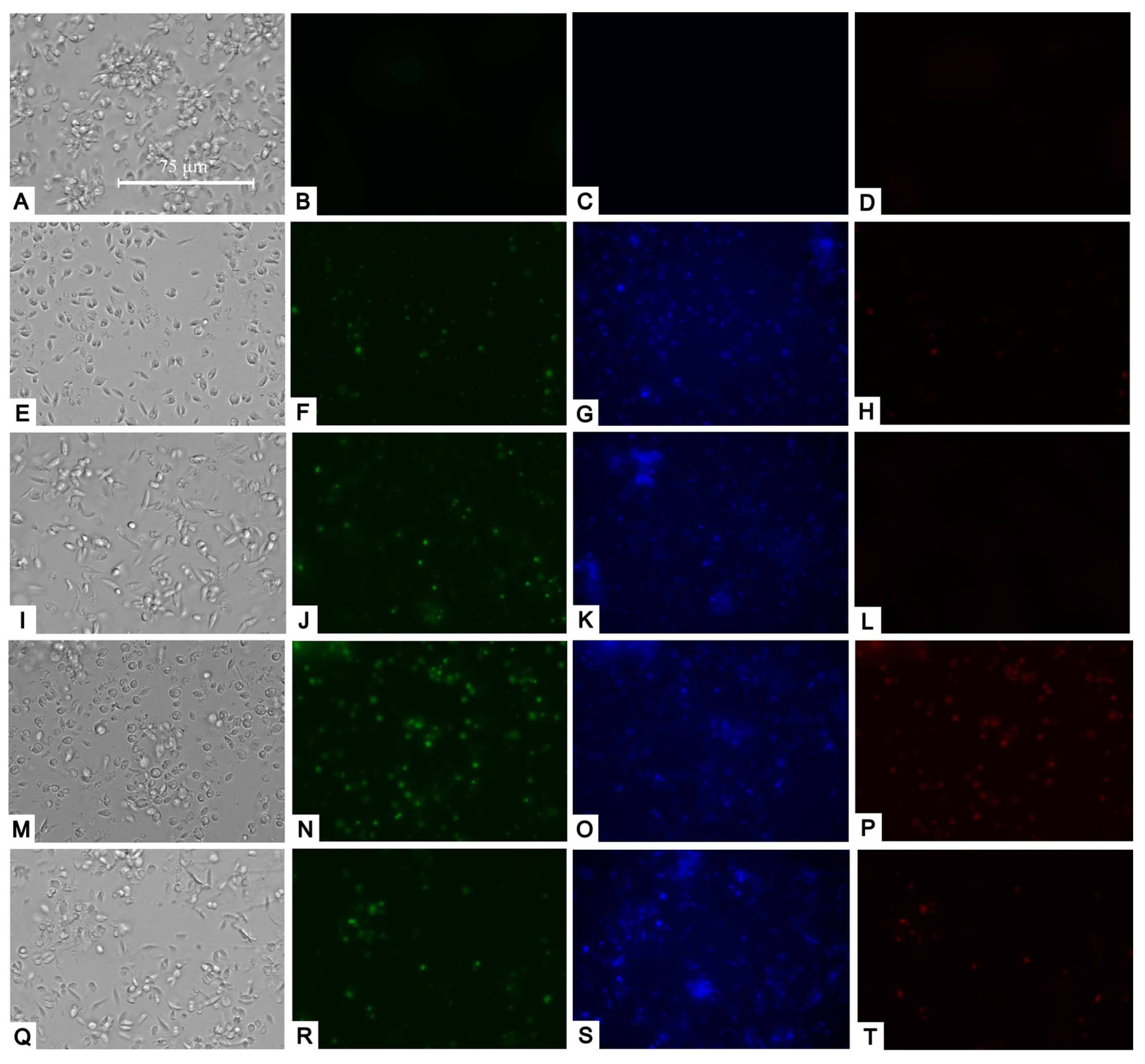 Pharmaceuticals 17 00266 g005