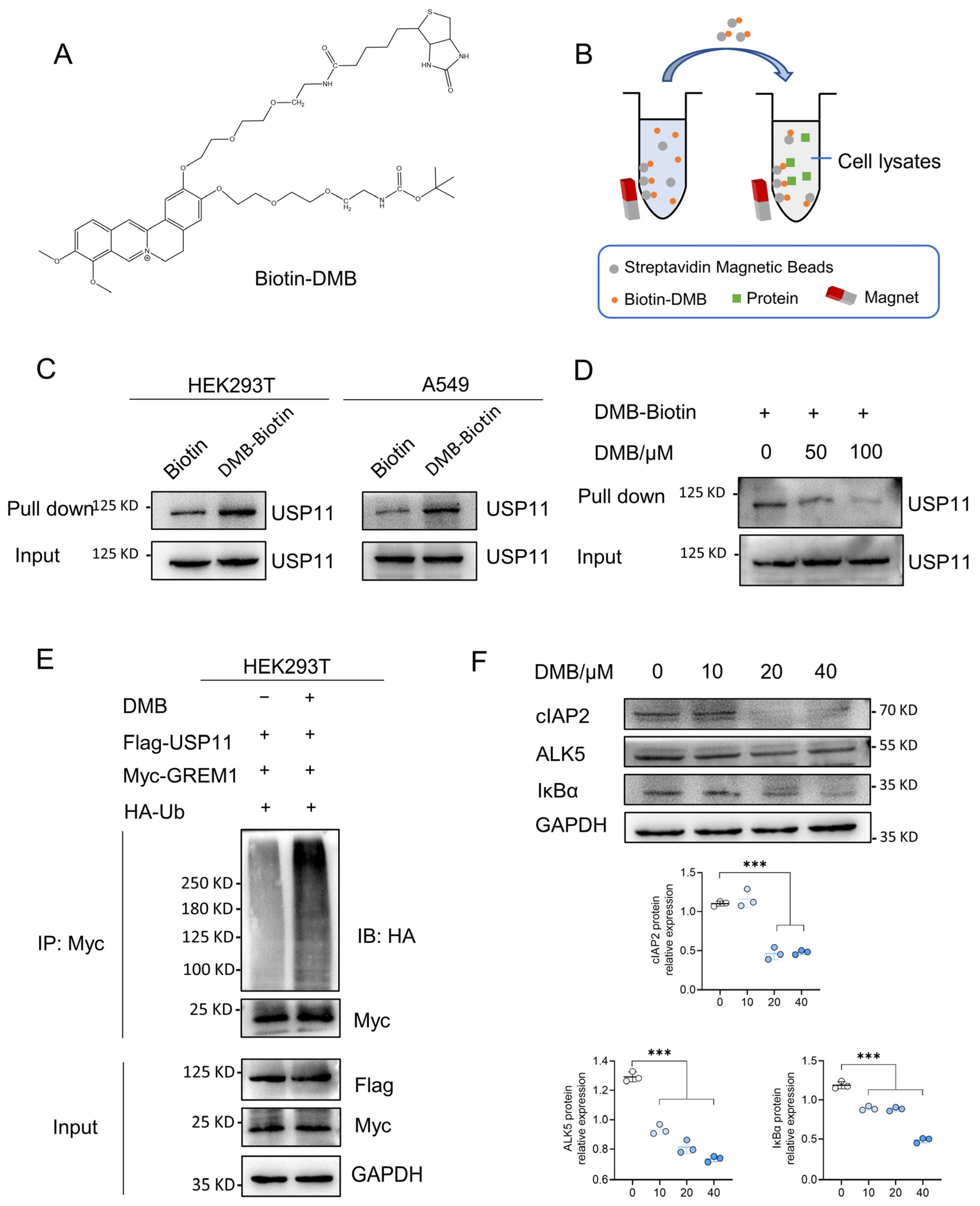 Pharmaceuticals 17 00279 g005