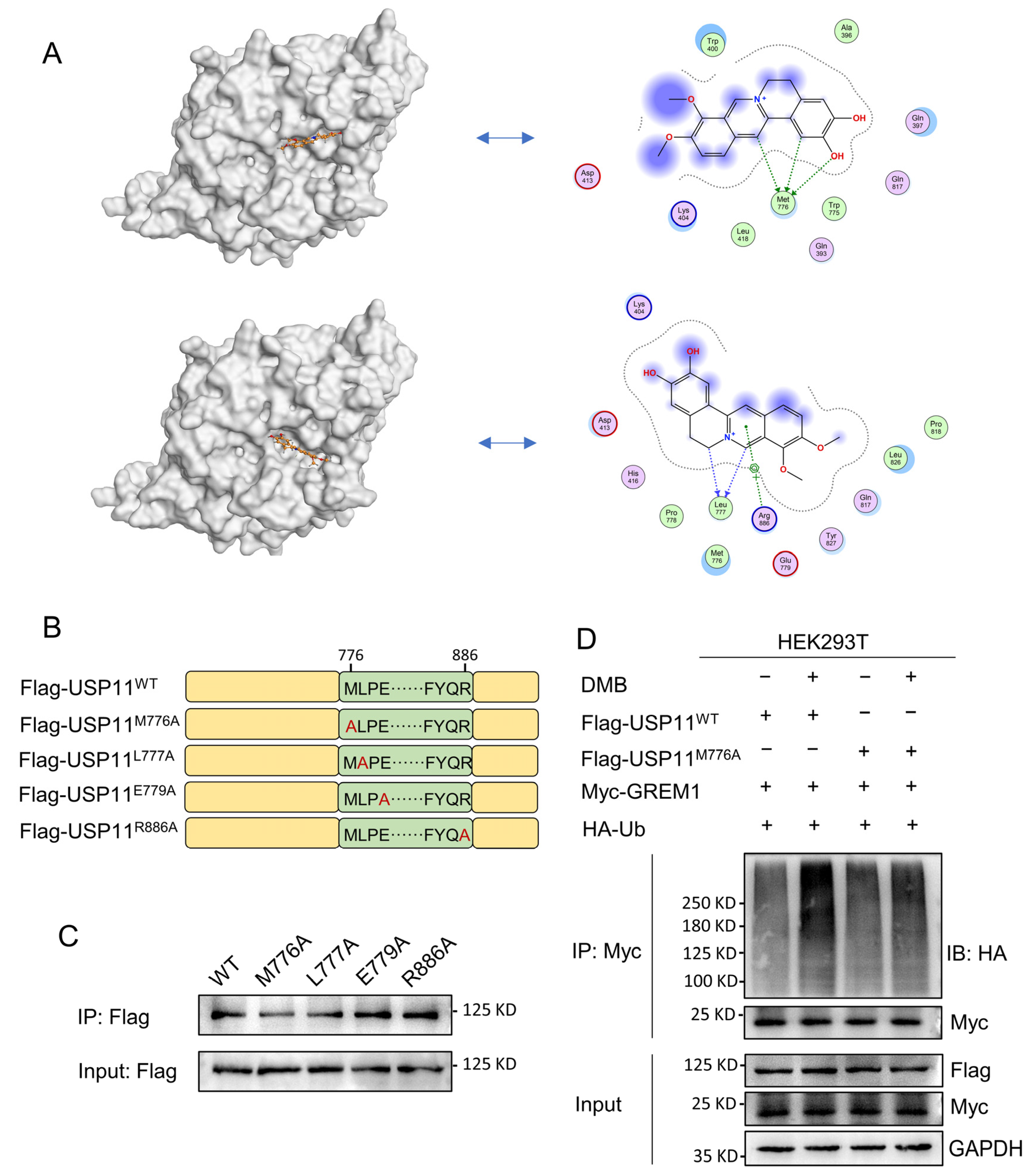 Pharmaceuticals 17 00279 g006