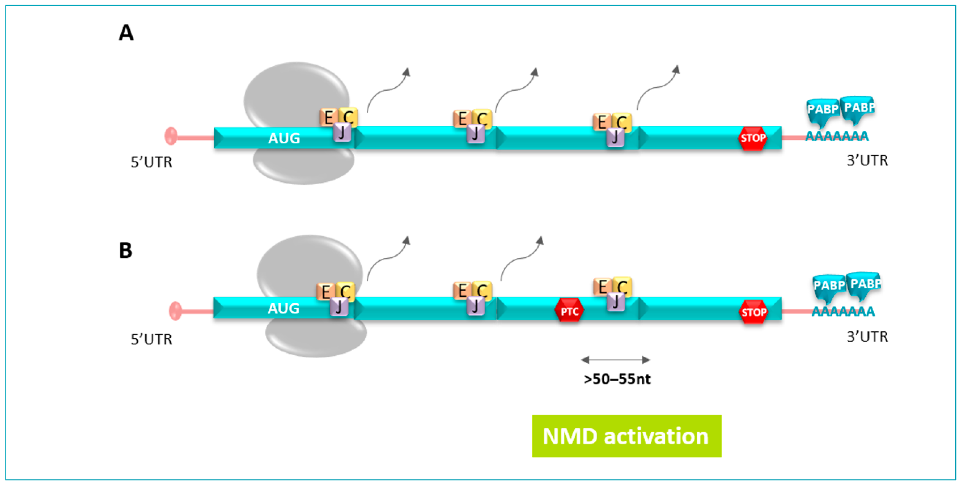 Pharmaceuticals 17 00314 g003