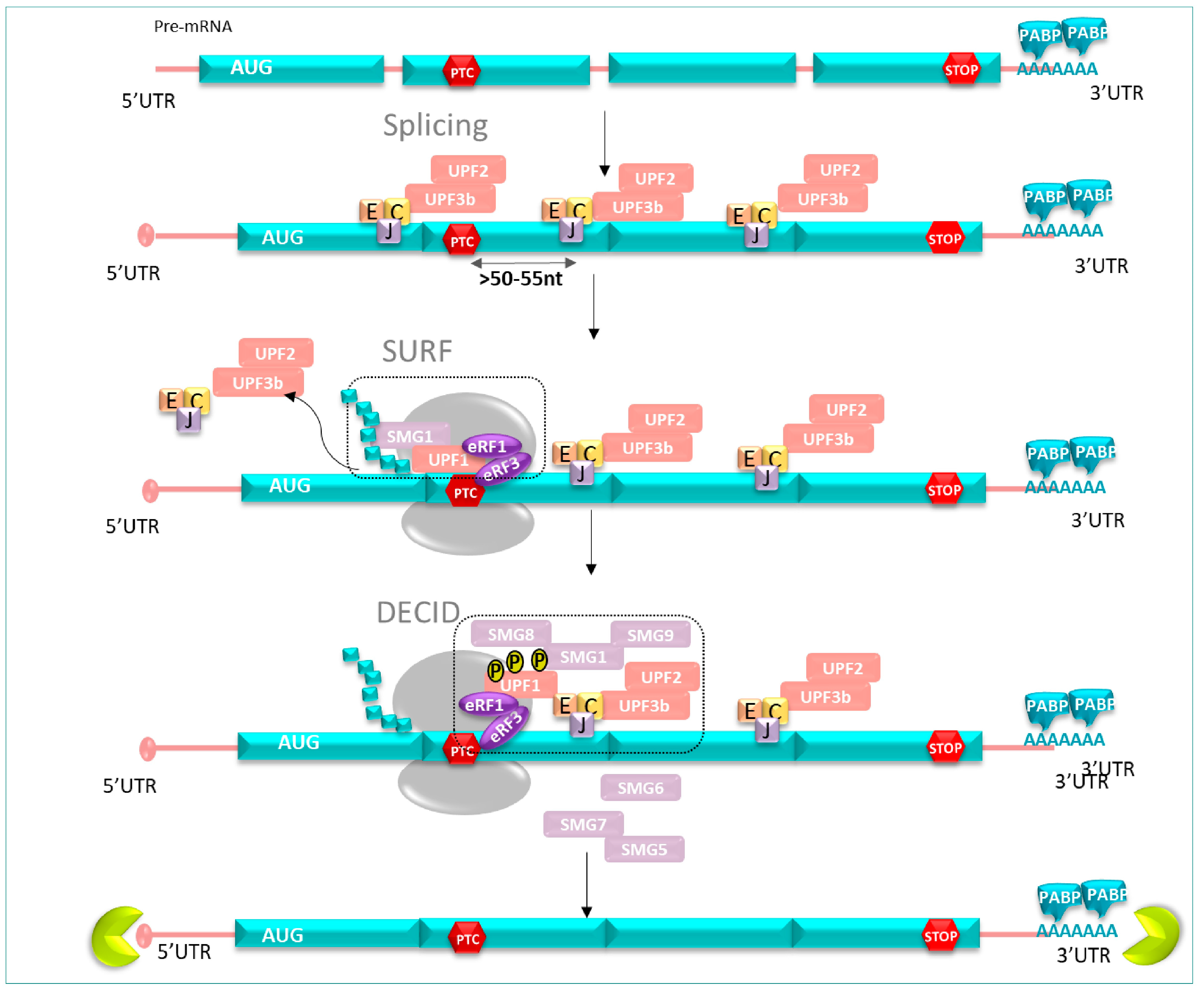 Pharmaceuticals 17 00314 g005