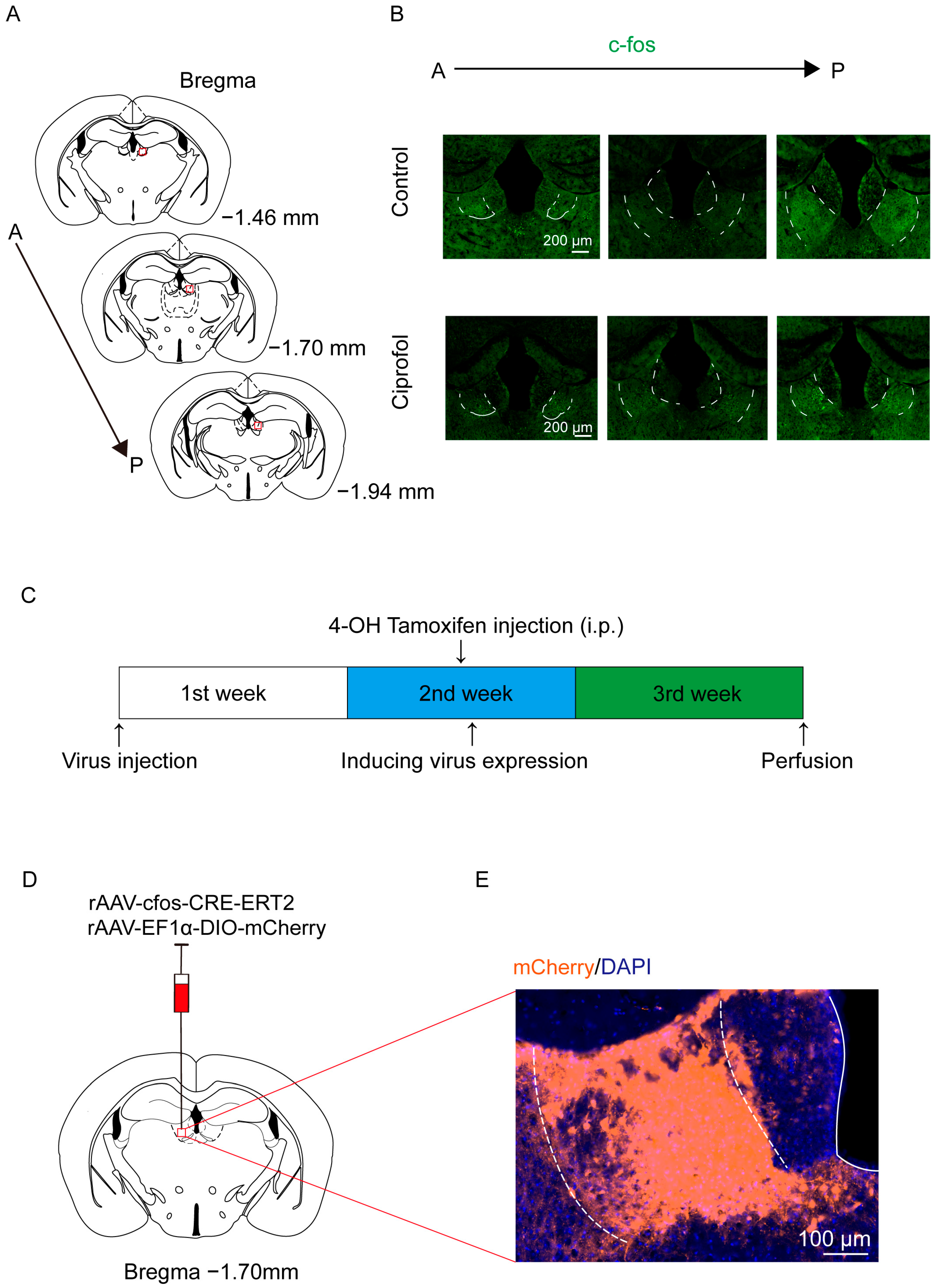 Pharmaceuticals 17 00363 g001