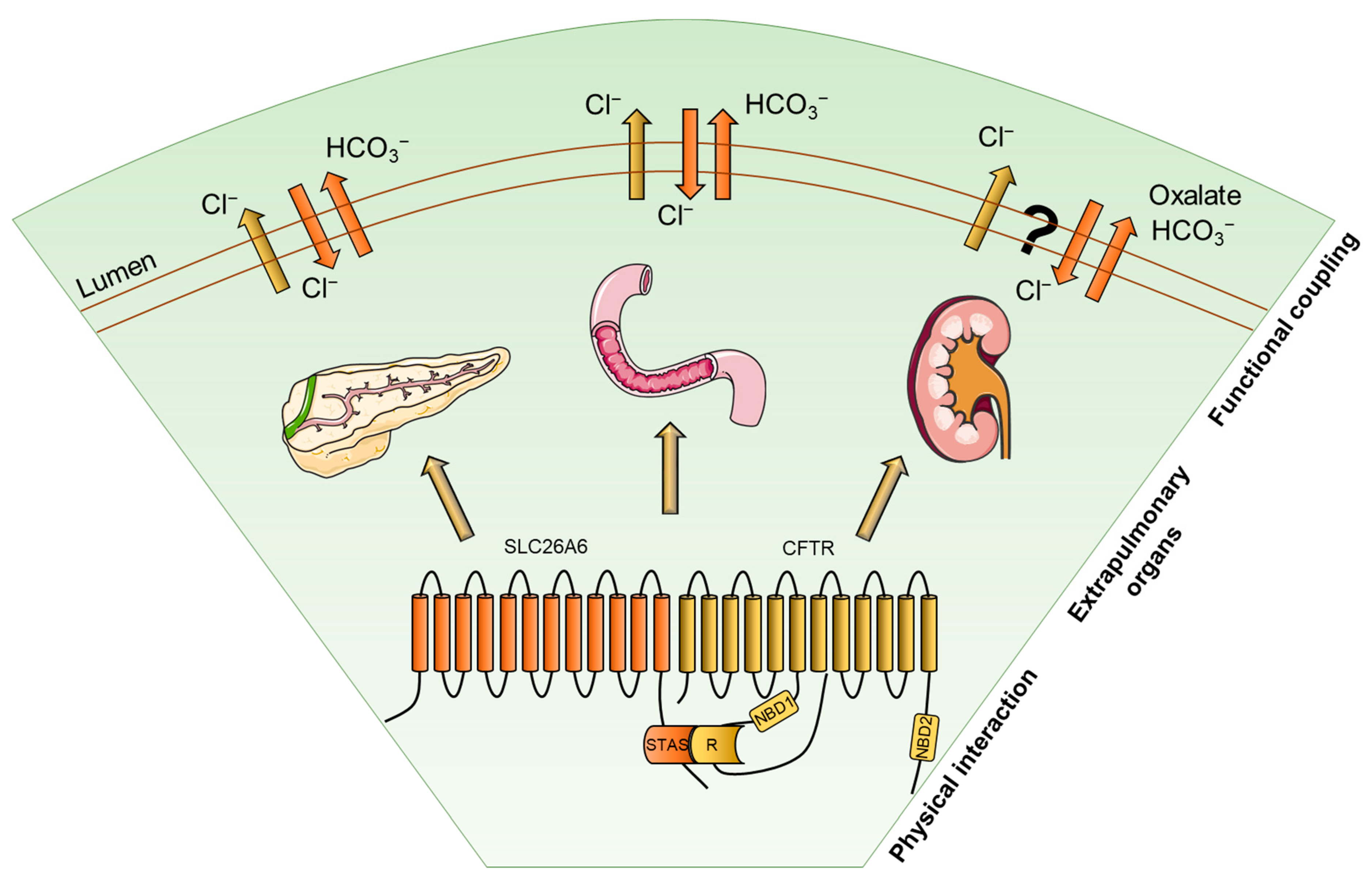 Pharmaceuticals 17 00367 g001