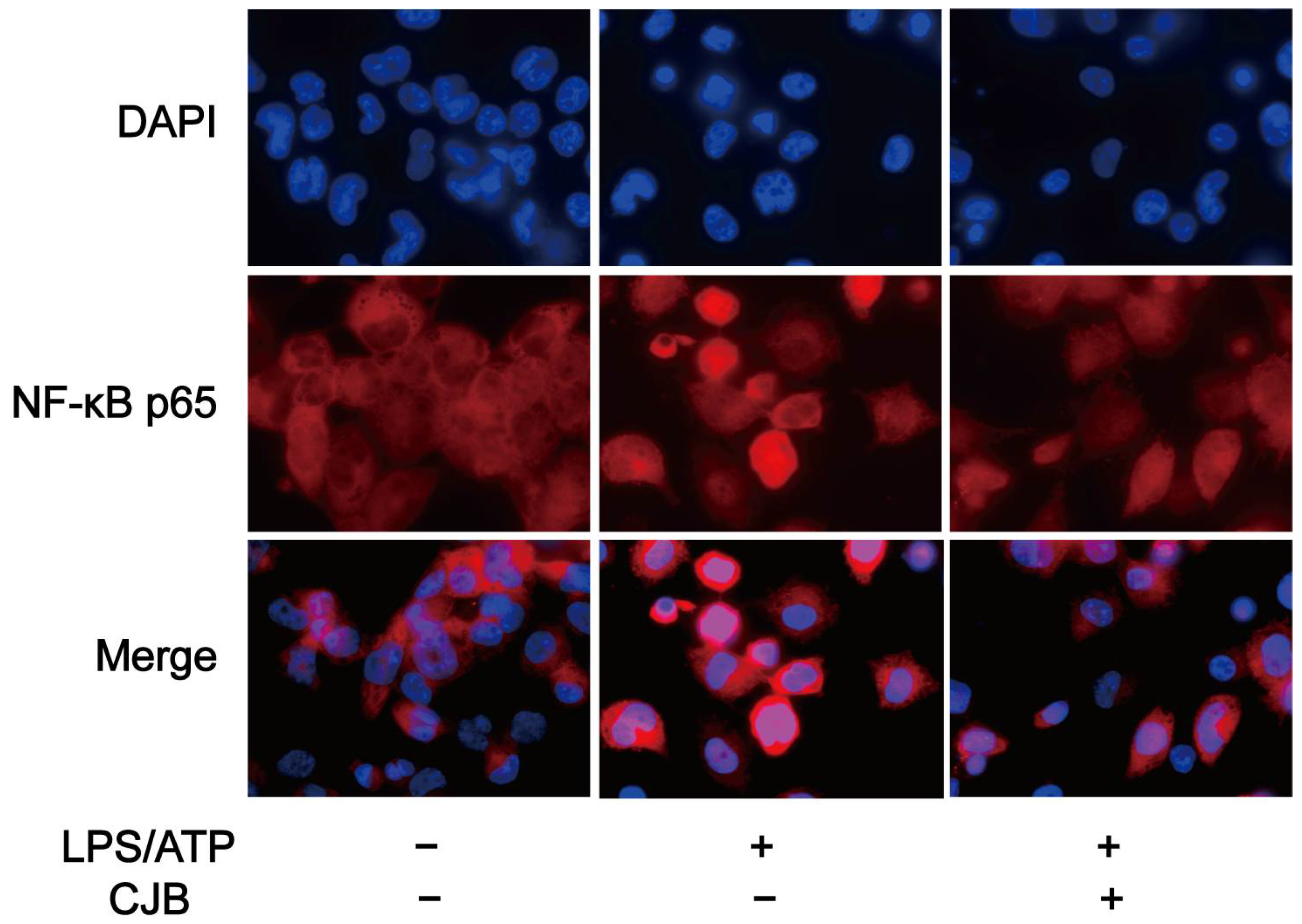 Pharmaceuticals 17 00402 g009