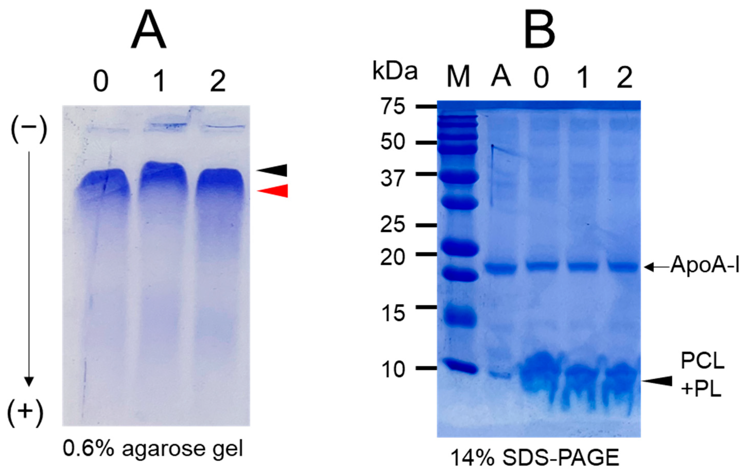 Pharmaceuticals 17 00406 g001
