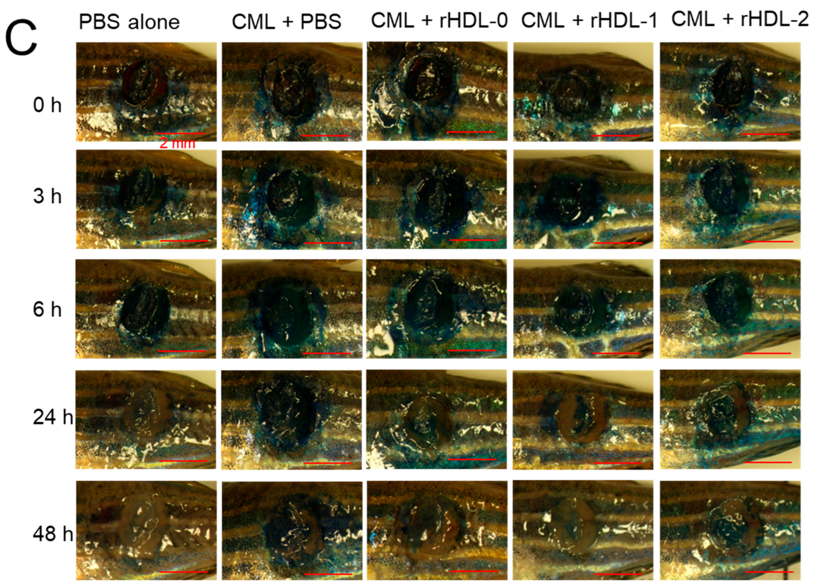 Pharmaceuticals 17 00406 g006b
