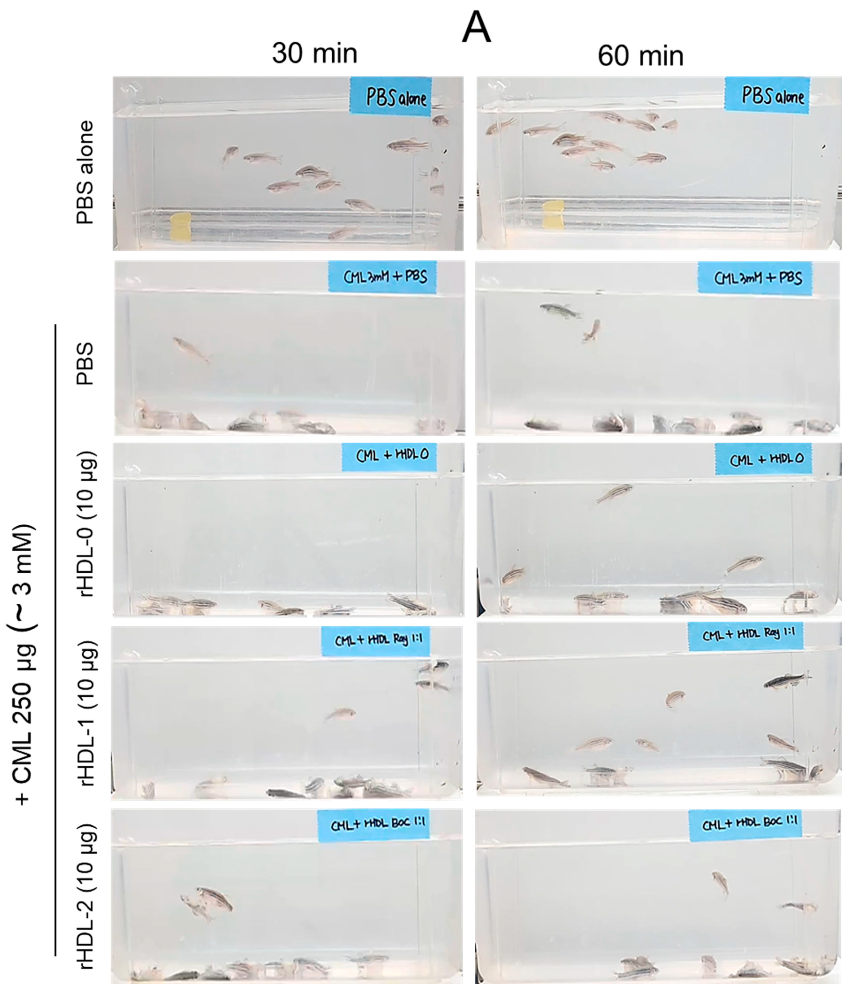 Pharmaceuticals 17 00406 g008a