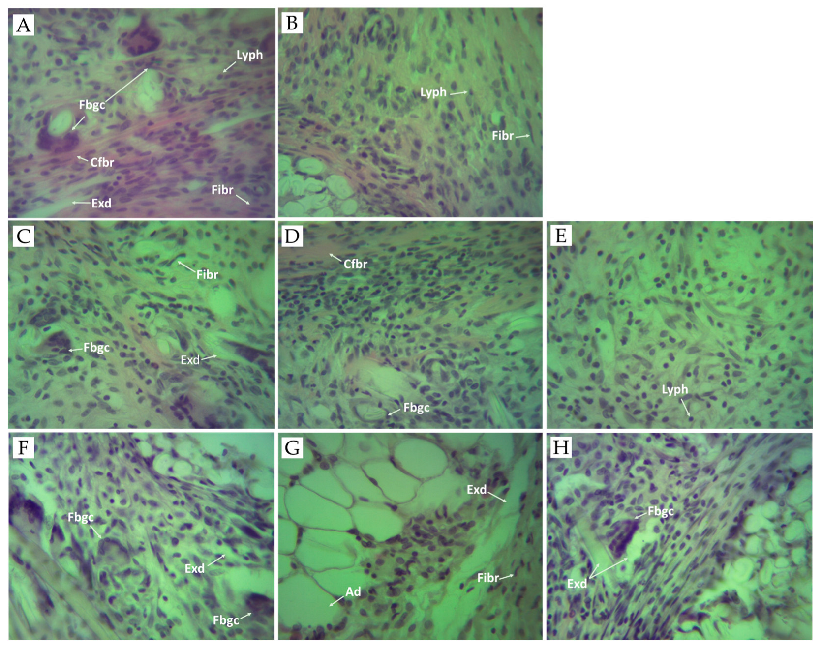 Pharmaceuticals 17 00409 g003