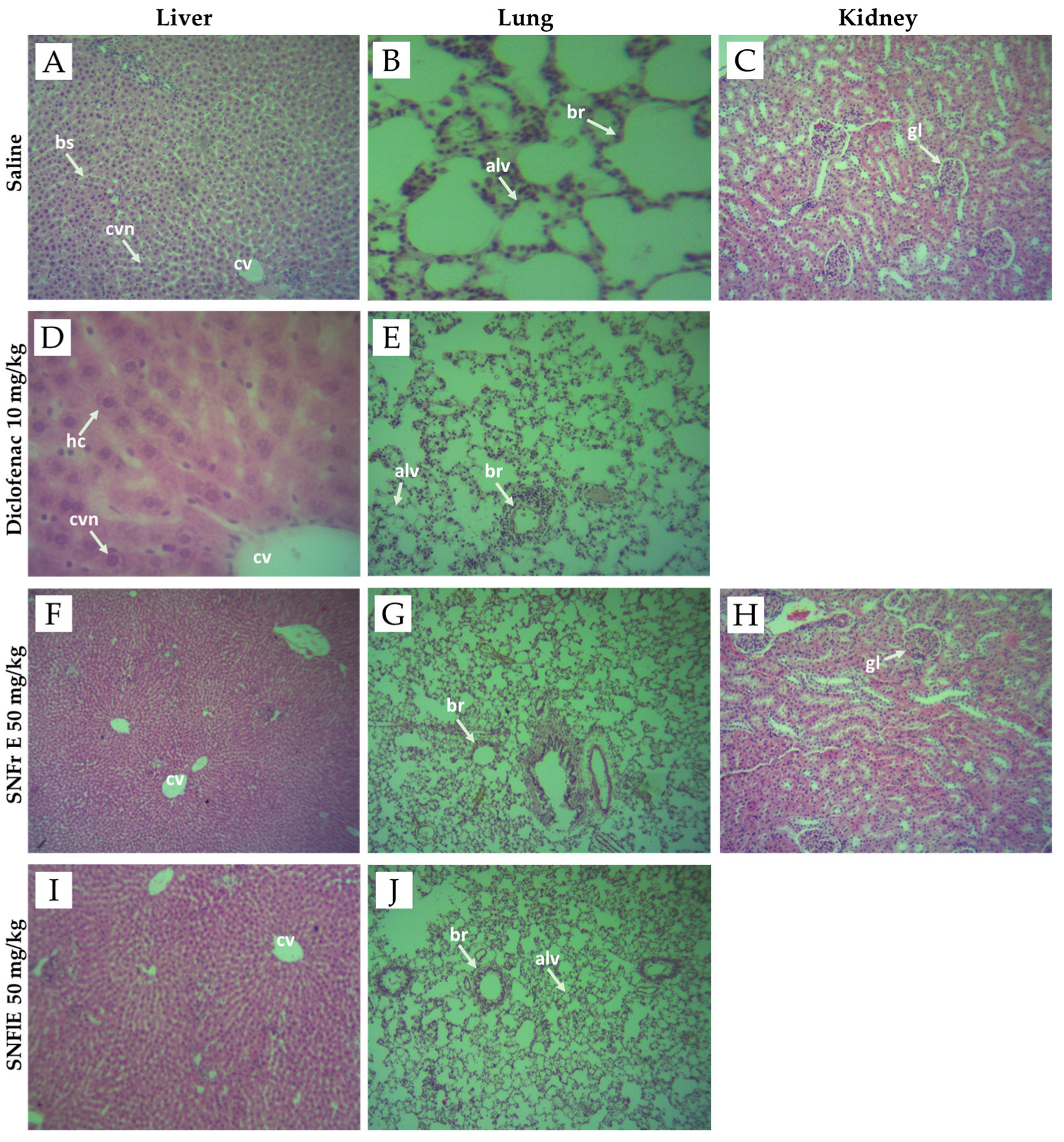 Pharmaceuticals 17 00409 g004