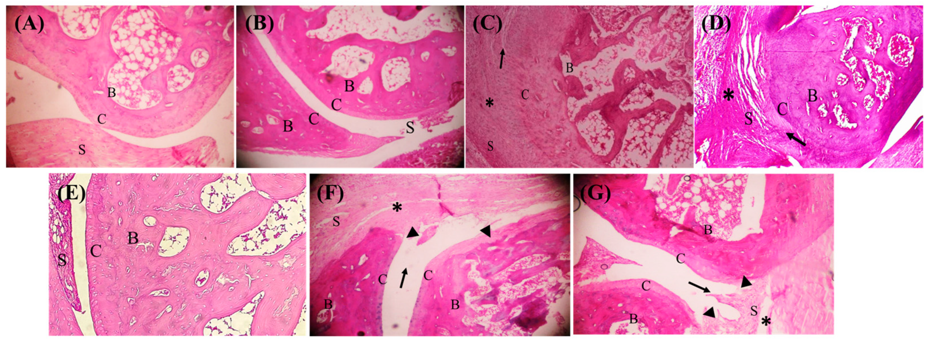 Pharmaceuticals 17 00431 g003