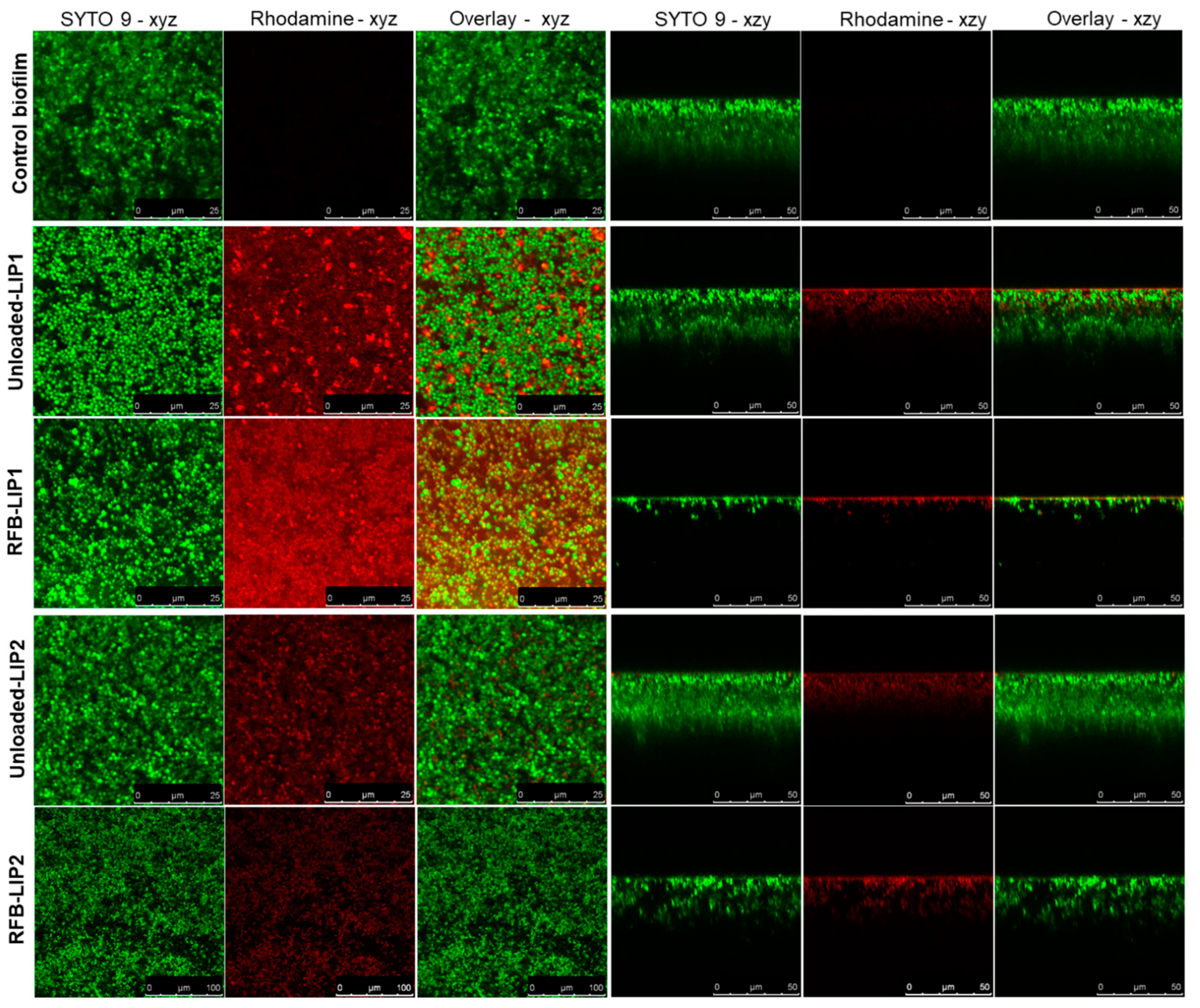 Pharmaceuticals 17 00470 g007