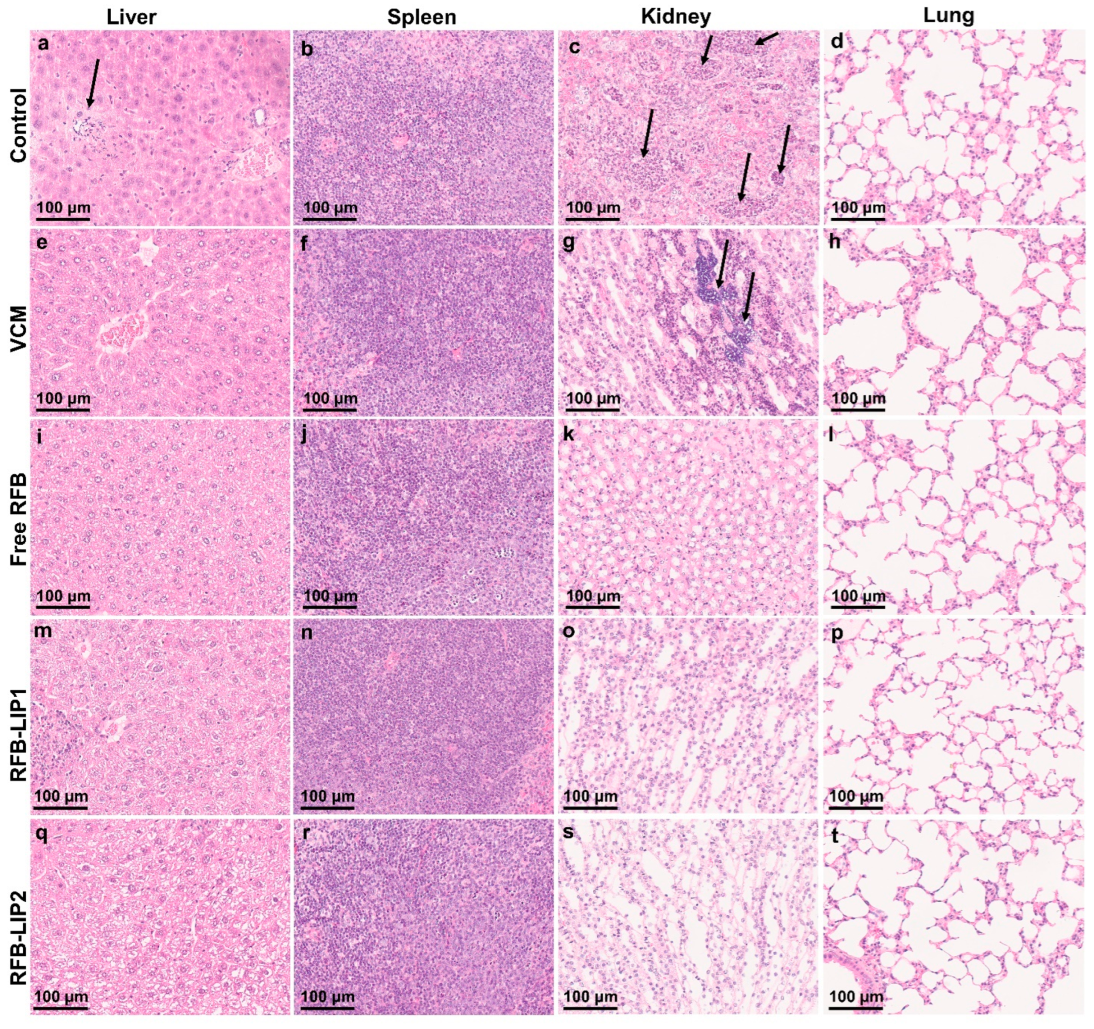 Pharmaceuticals 17 00470 g010