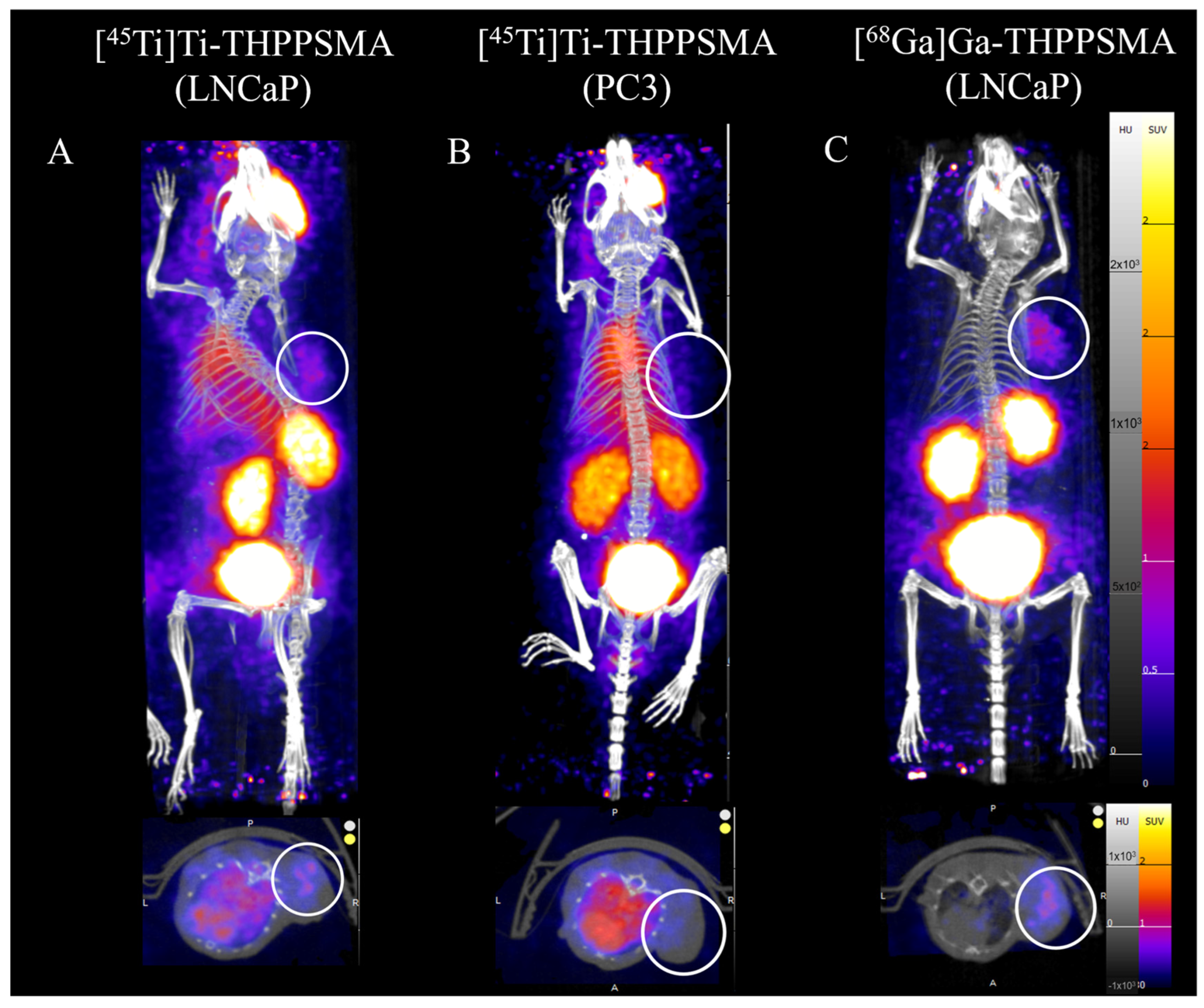 Pharmaceuticals 17 00479 g005