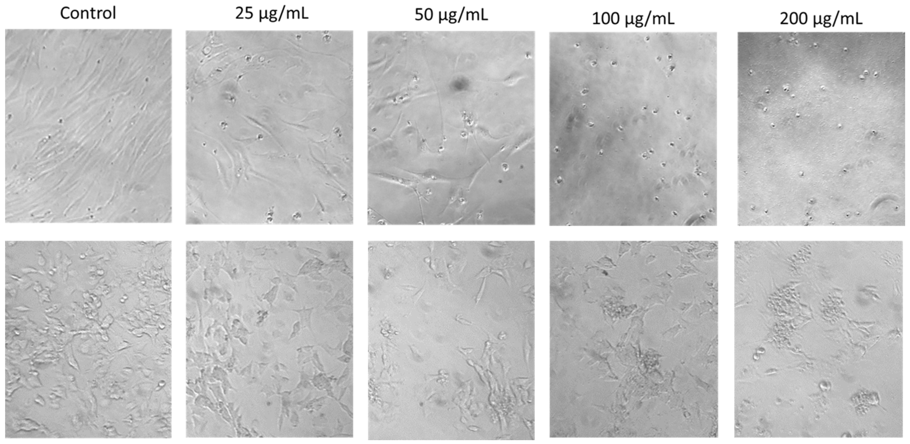Pharmaceuticals 17 00488 g003