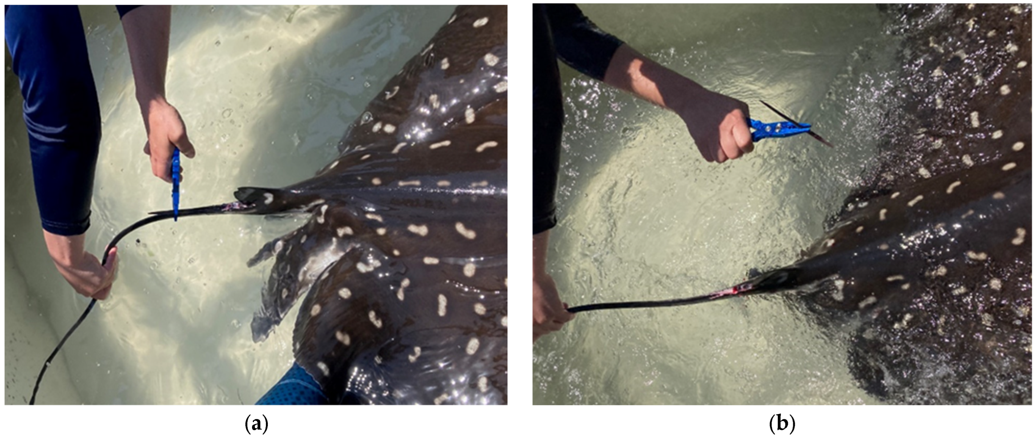 Pharmaceuticals 17 00488 g010