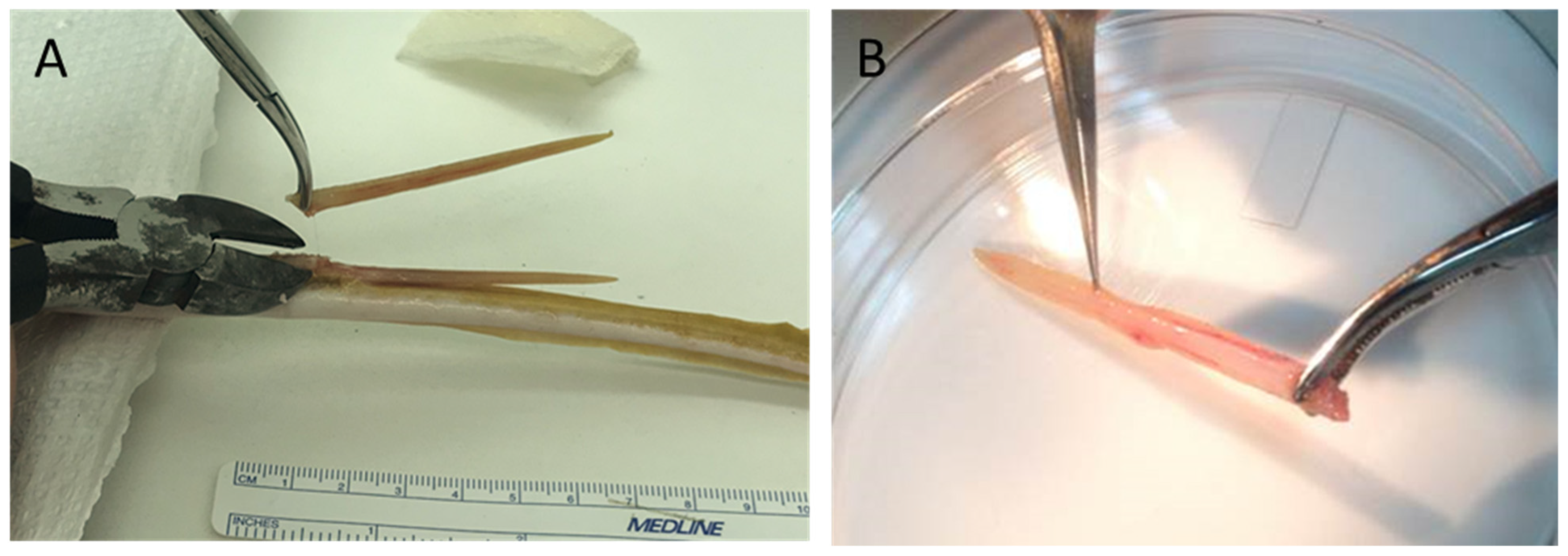 Pharmaceuticals 17 00488 g011