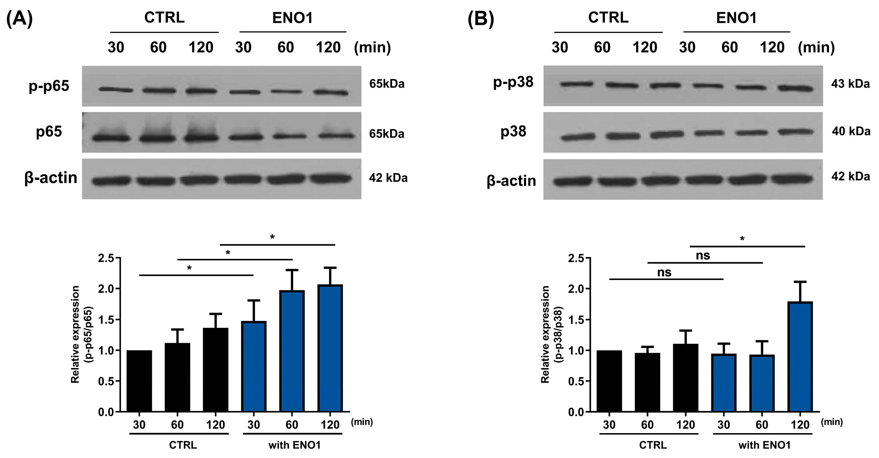 Pharmaceuticals 17 00531 g005