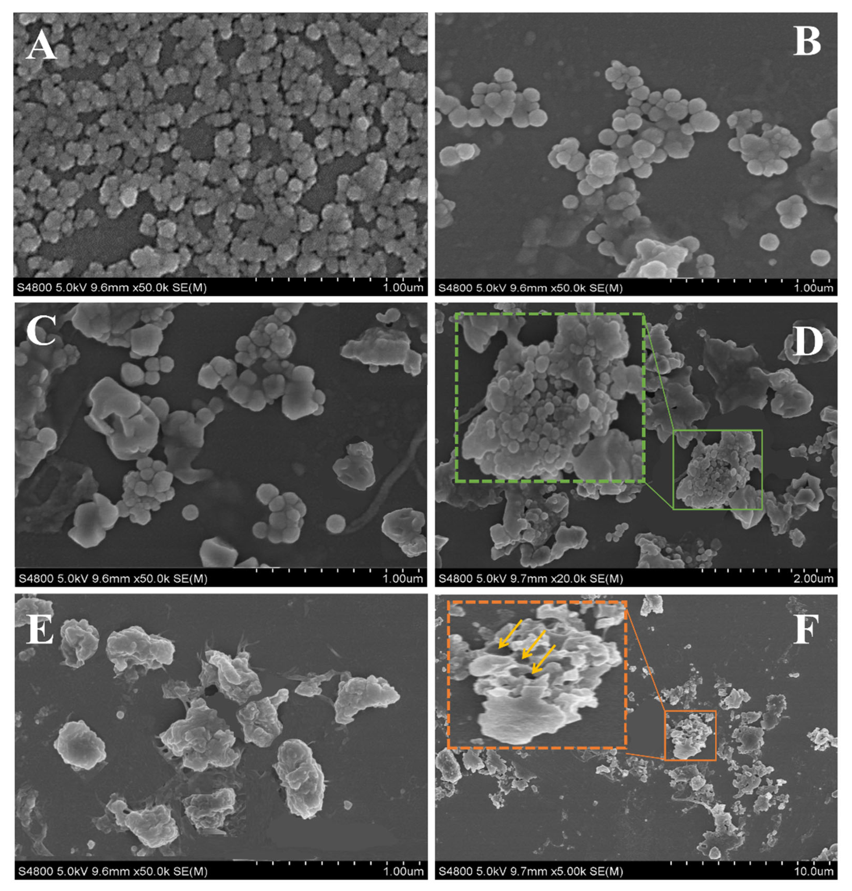 Pharmaceuticals 17 00534 g002