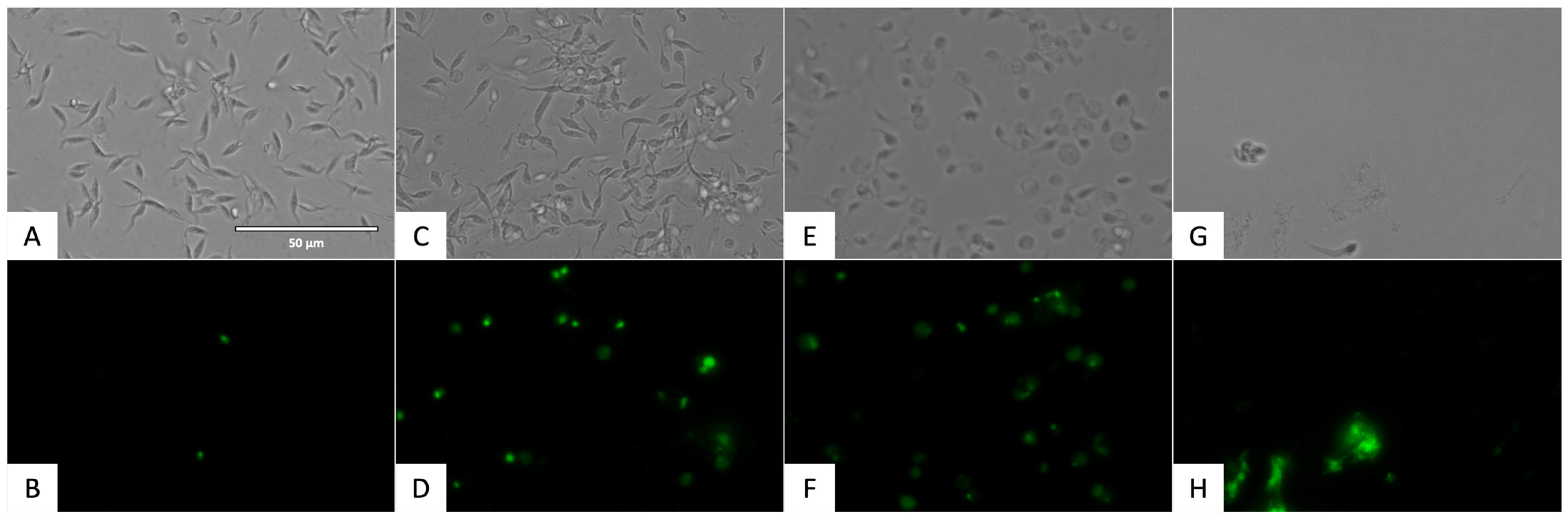 Pharmaceuticals 17 00554 g014