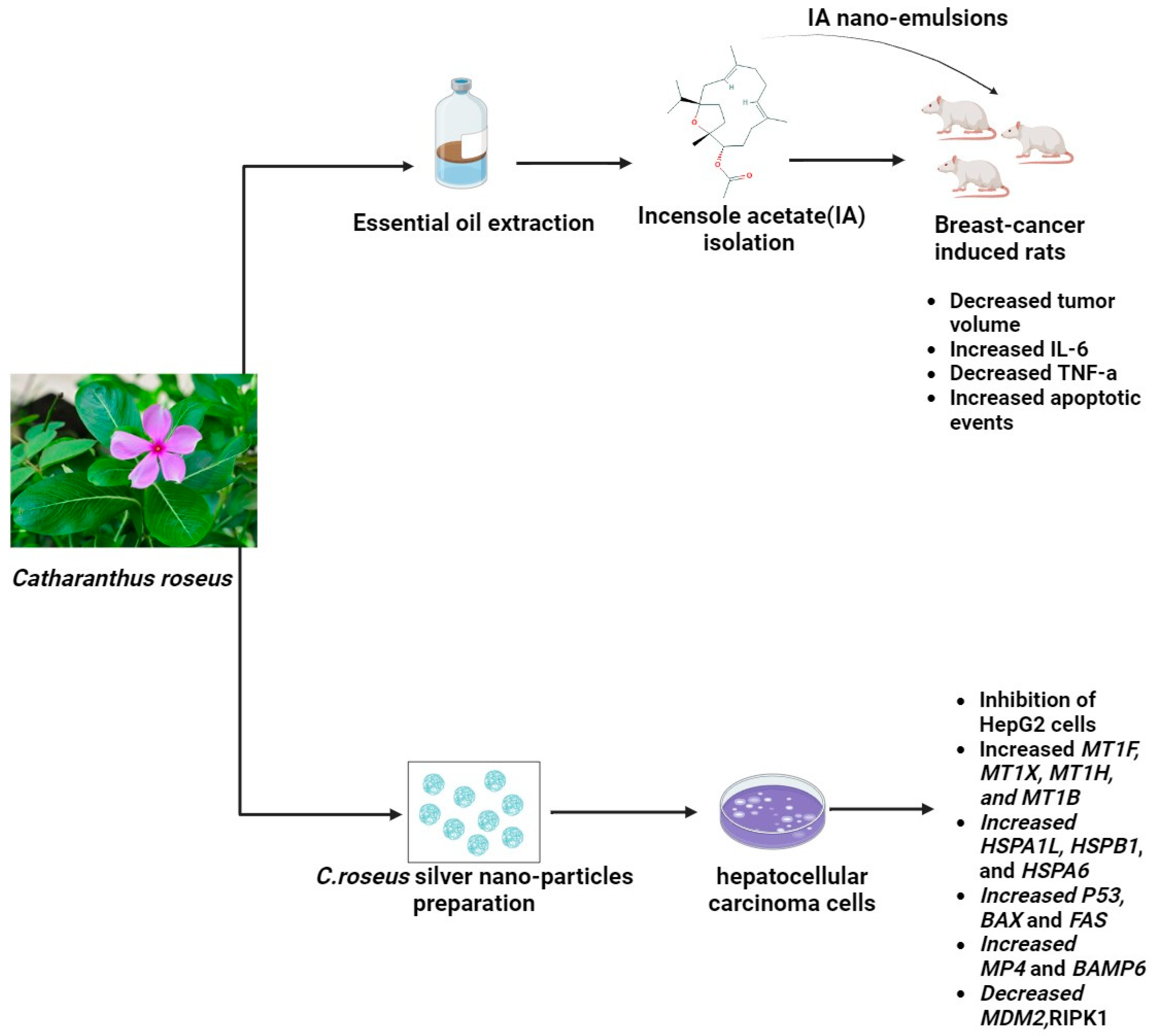 Pharmaceuticals 17 00574 g003