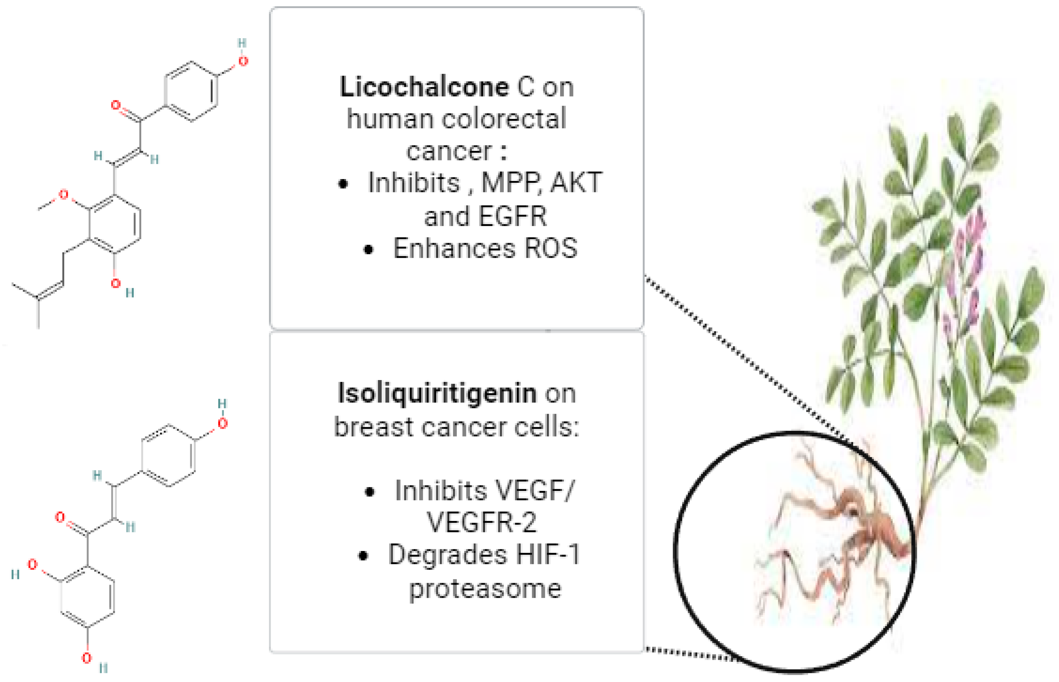 Pharmaceuticals 17 00574 g004