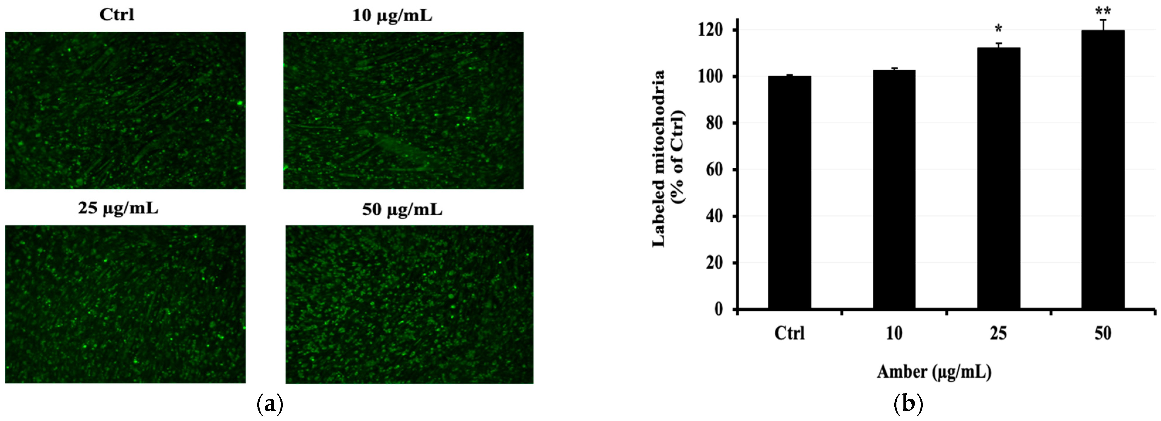 Pharmaceuticals 17 00586 g005