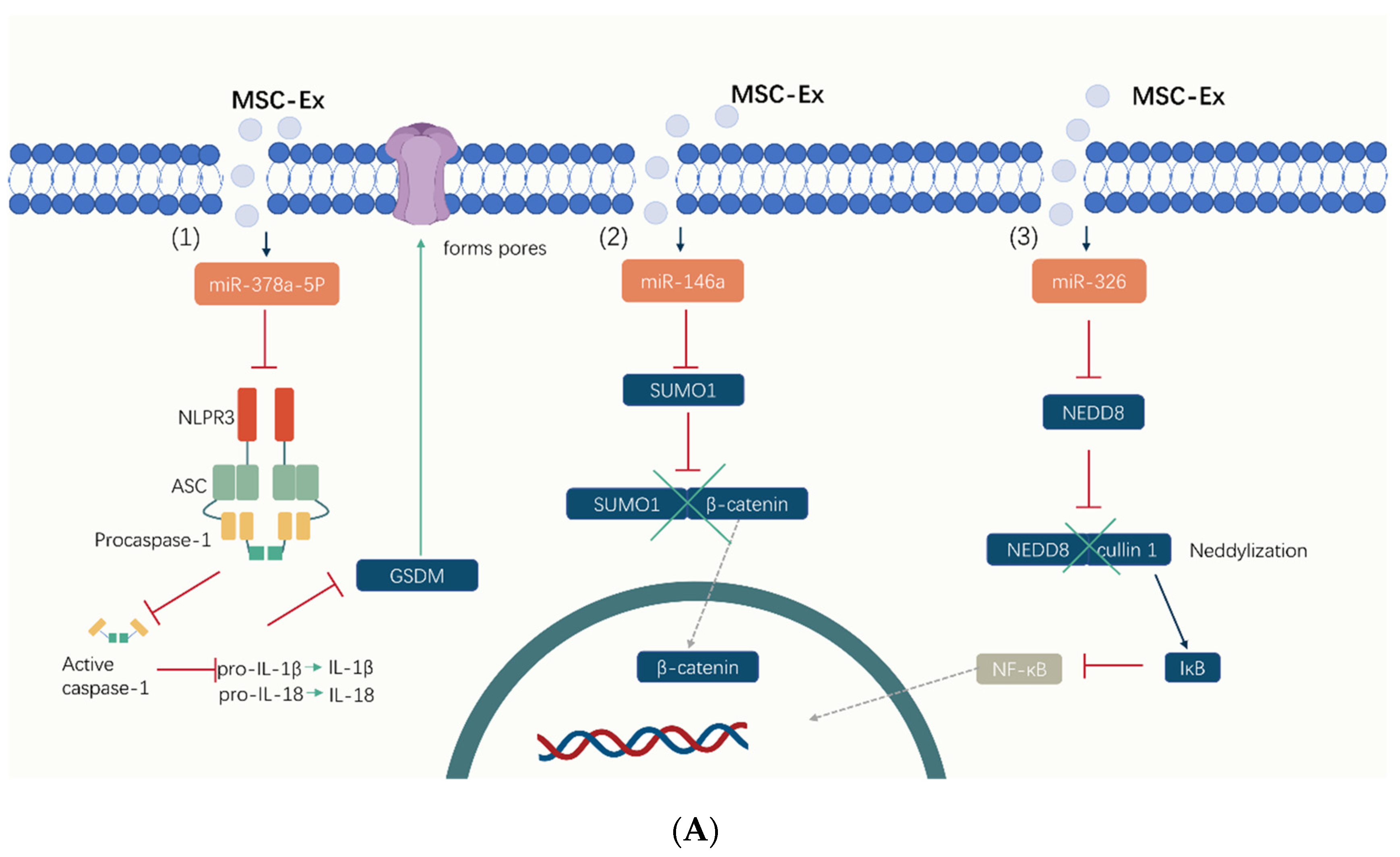 Pharmaceuticals 17 00607 g003a