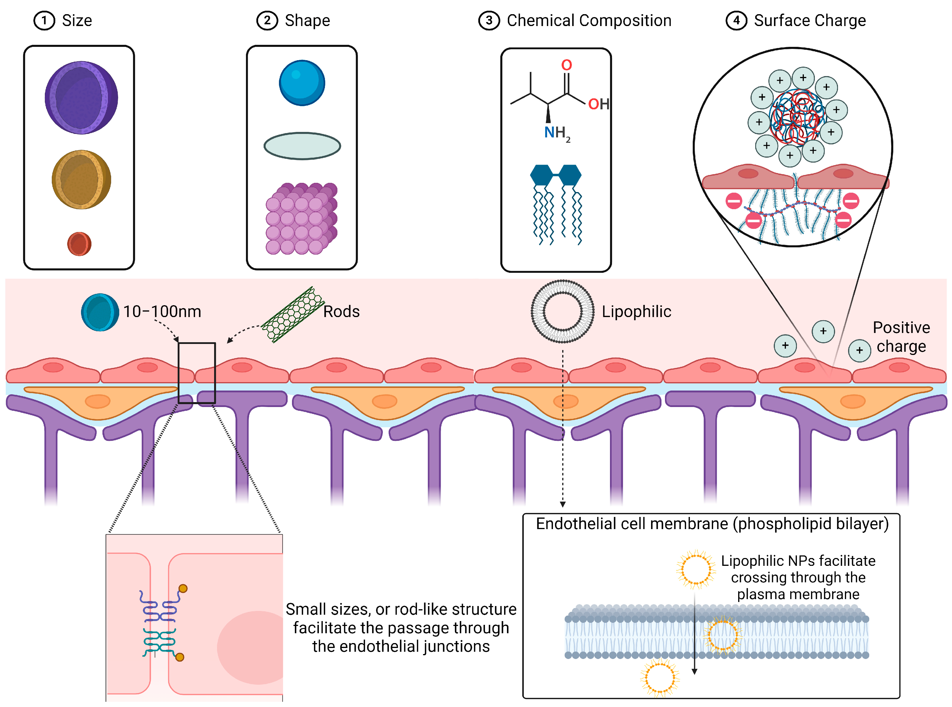 Pharmaceuticals 17 00612 g002