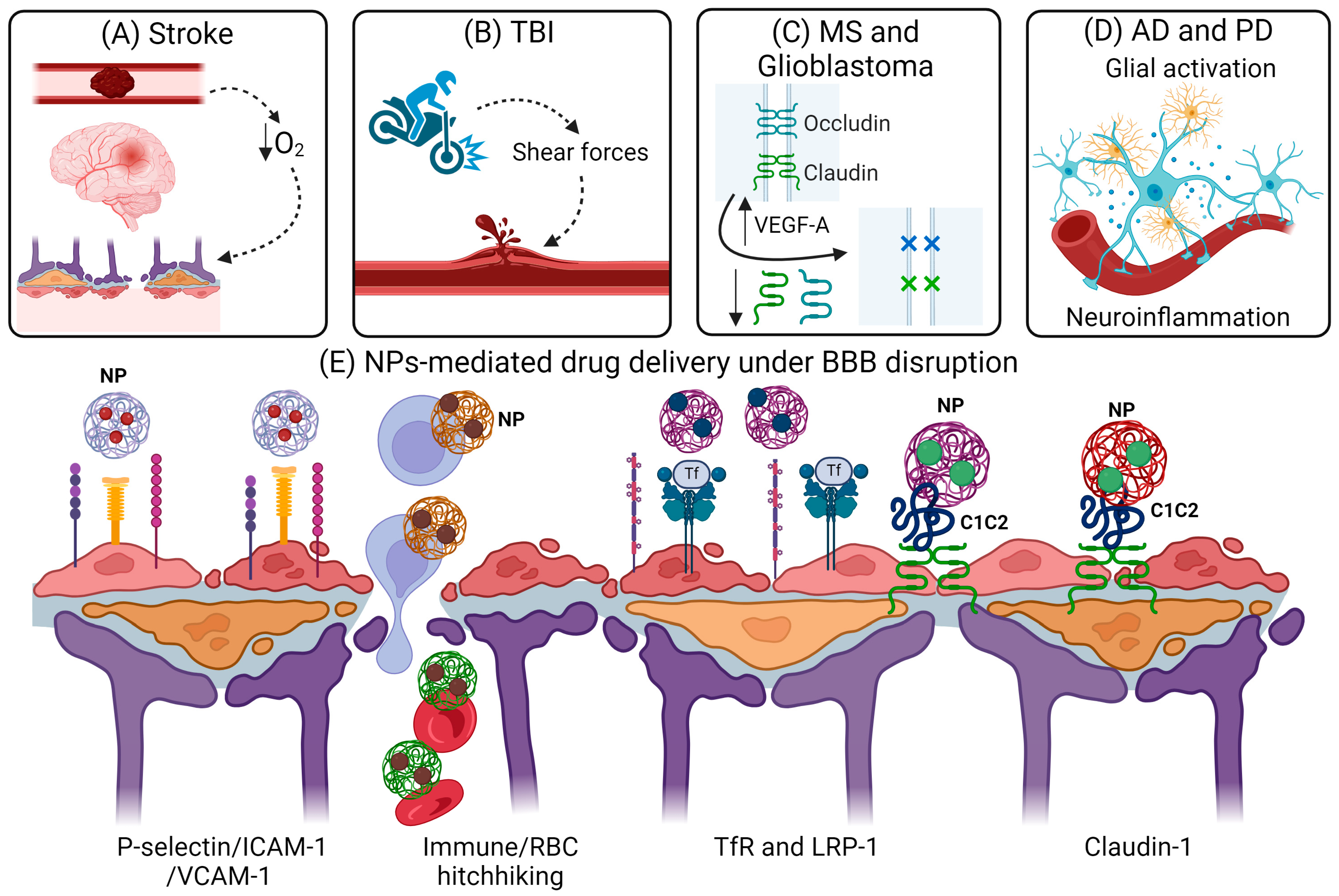Pharmaceuticals 17 00612 g005