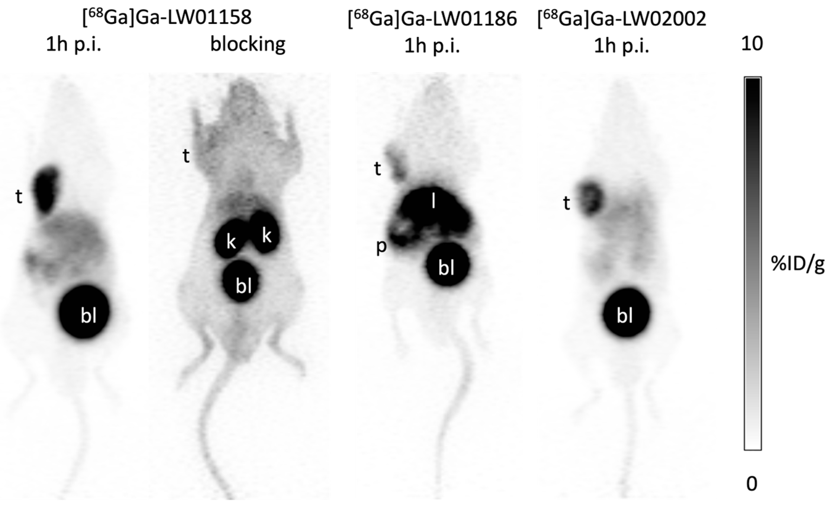 Pharmaceuticals 17 00621 g004