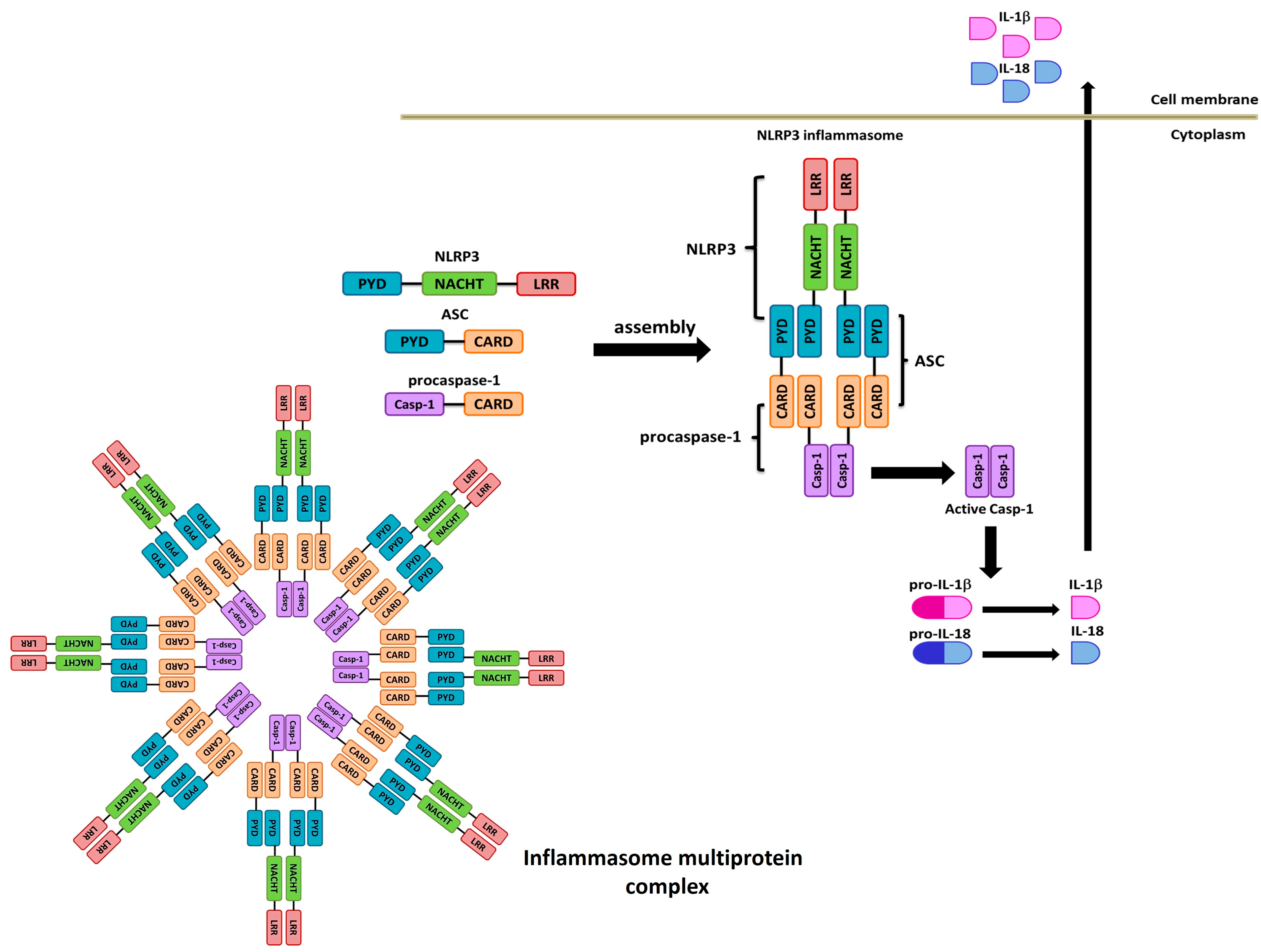 Pharmaceuticals 17 00647 g001 Pharmaceuticals 17 00647 g001