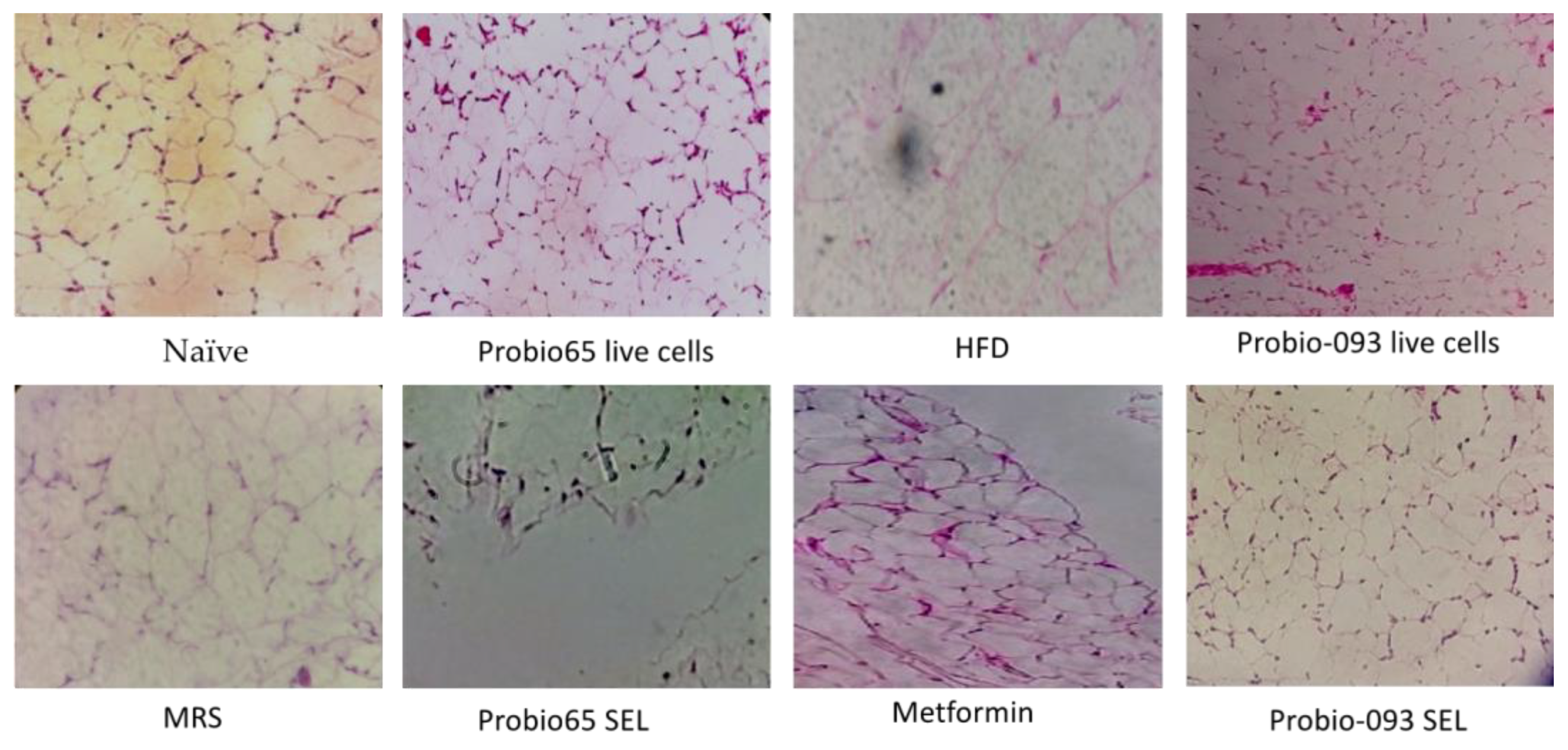 Pharmaceuticals 17 00676 g006