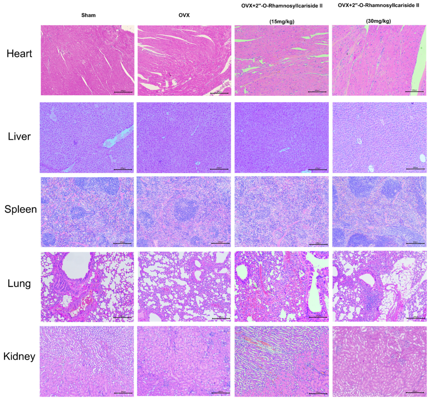 Pharmaceuticals 17 00706 g008