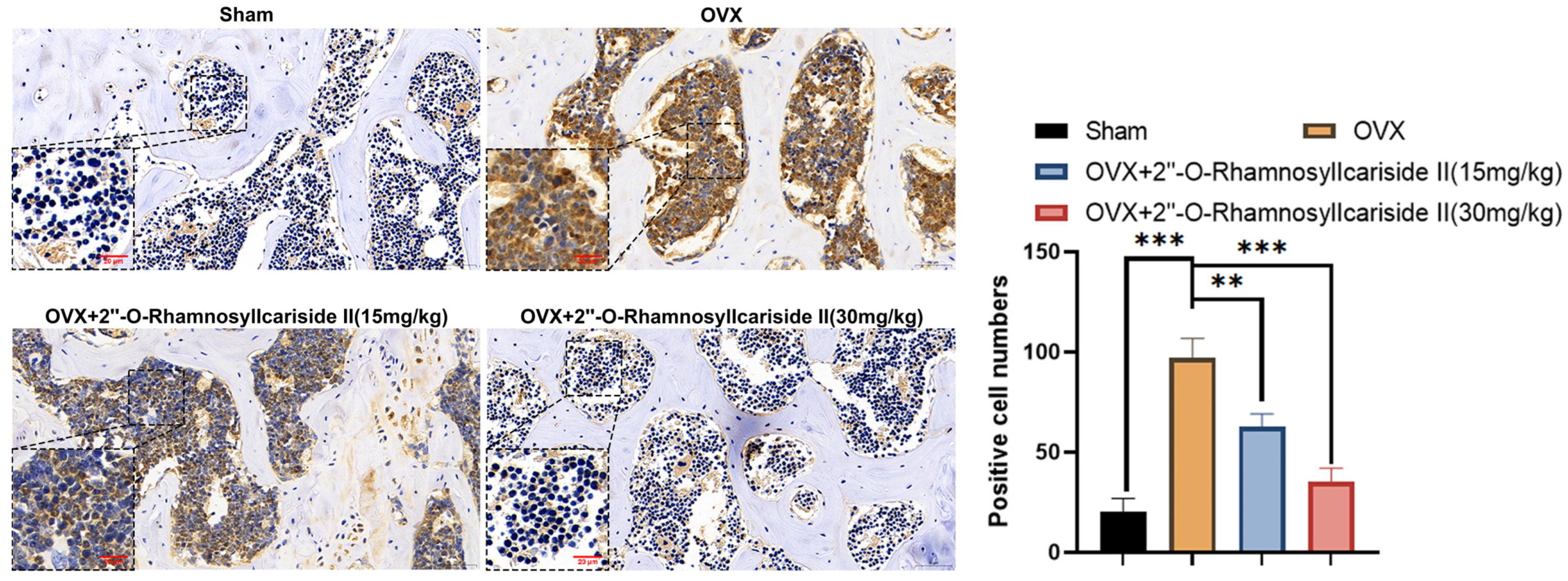 Pharmaceuticals 17 00706 g011