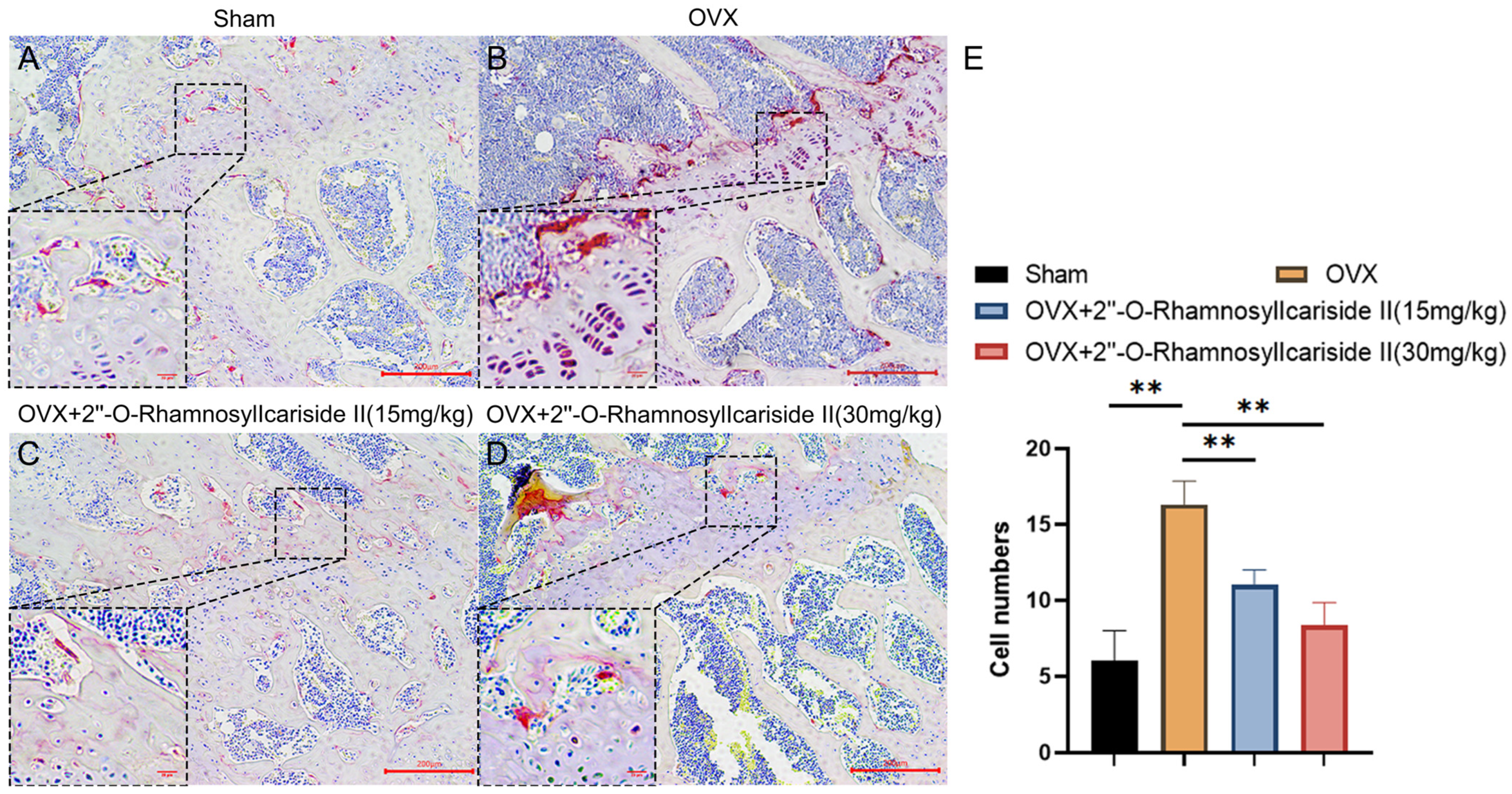 Pharmaceuticals 17 00706 g012