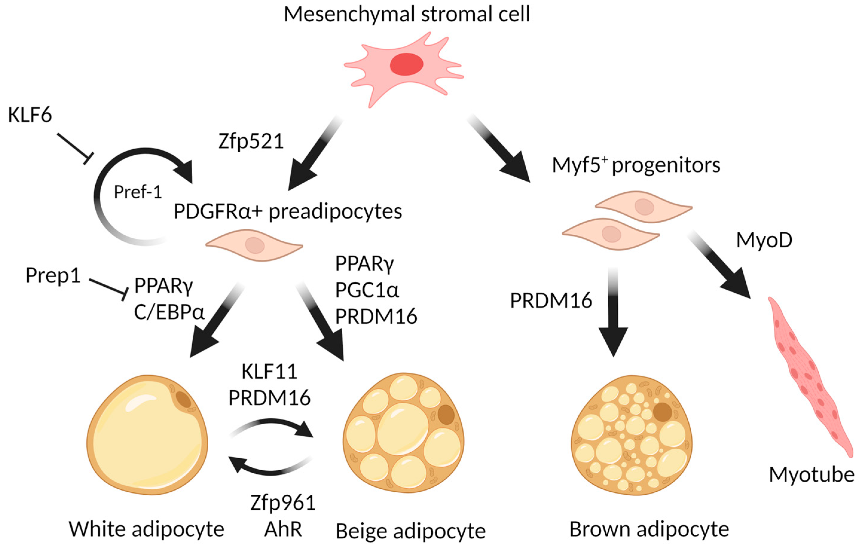 Pharmaceuticals 17 00790 g001
