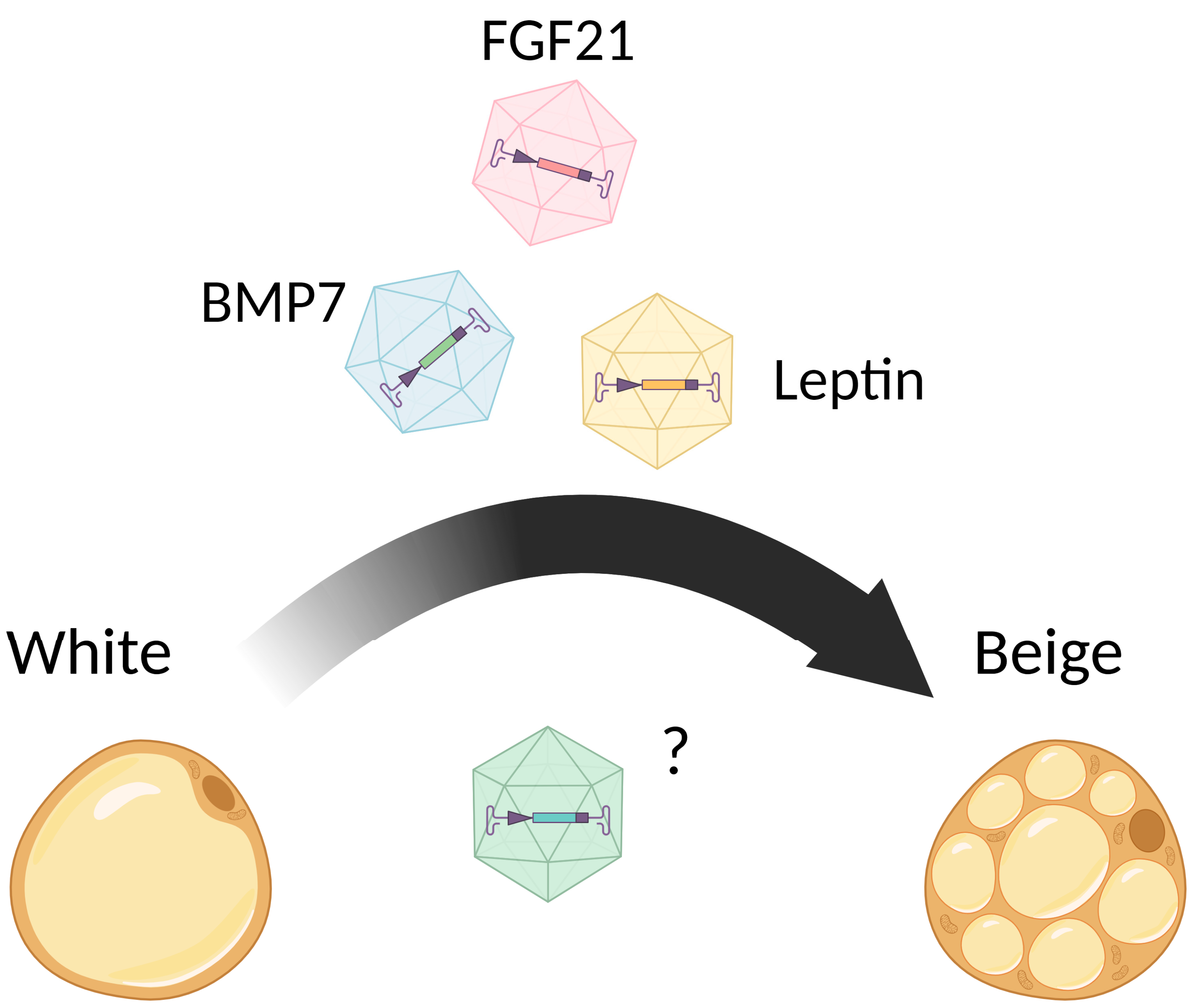 Pharmaceuticals 17 00790 g003