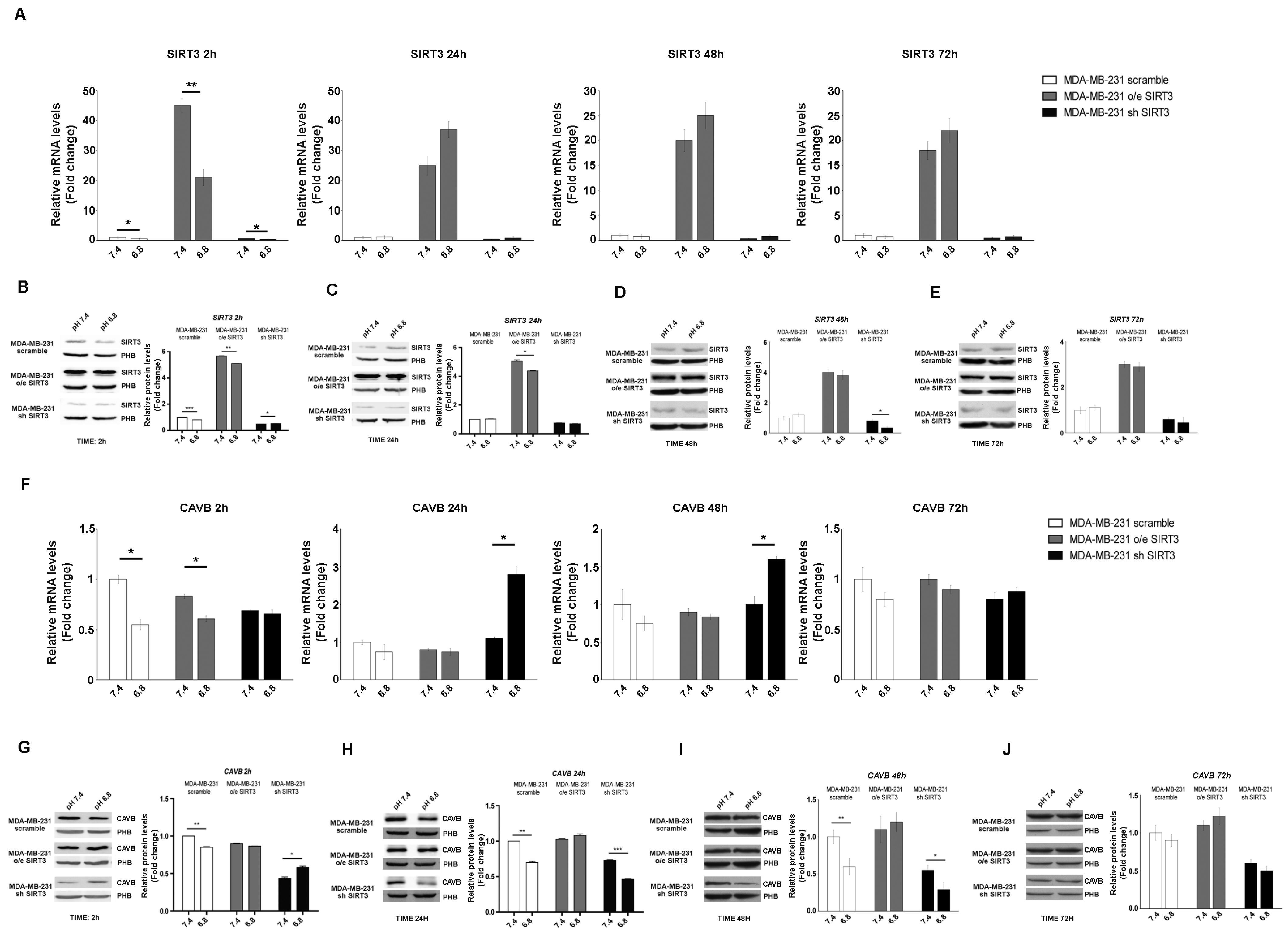 Pharmaceuticals 17 00810 g003 Pharmaceuticals 17 00810 g003