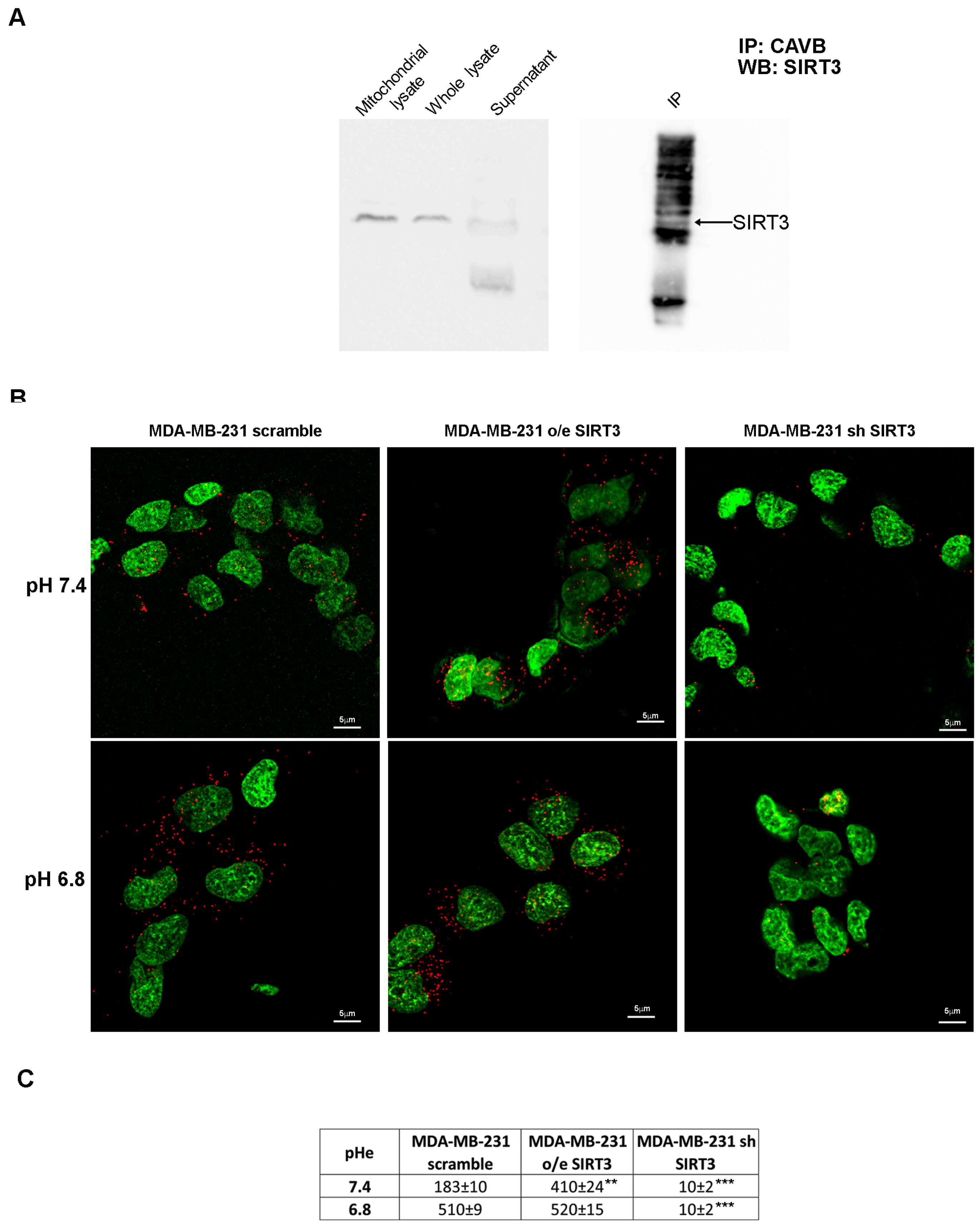 Pharmaceuticals 17 00810 g005 Pharmaceuticals 17 00810 g005