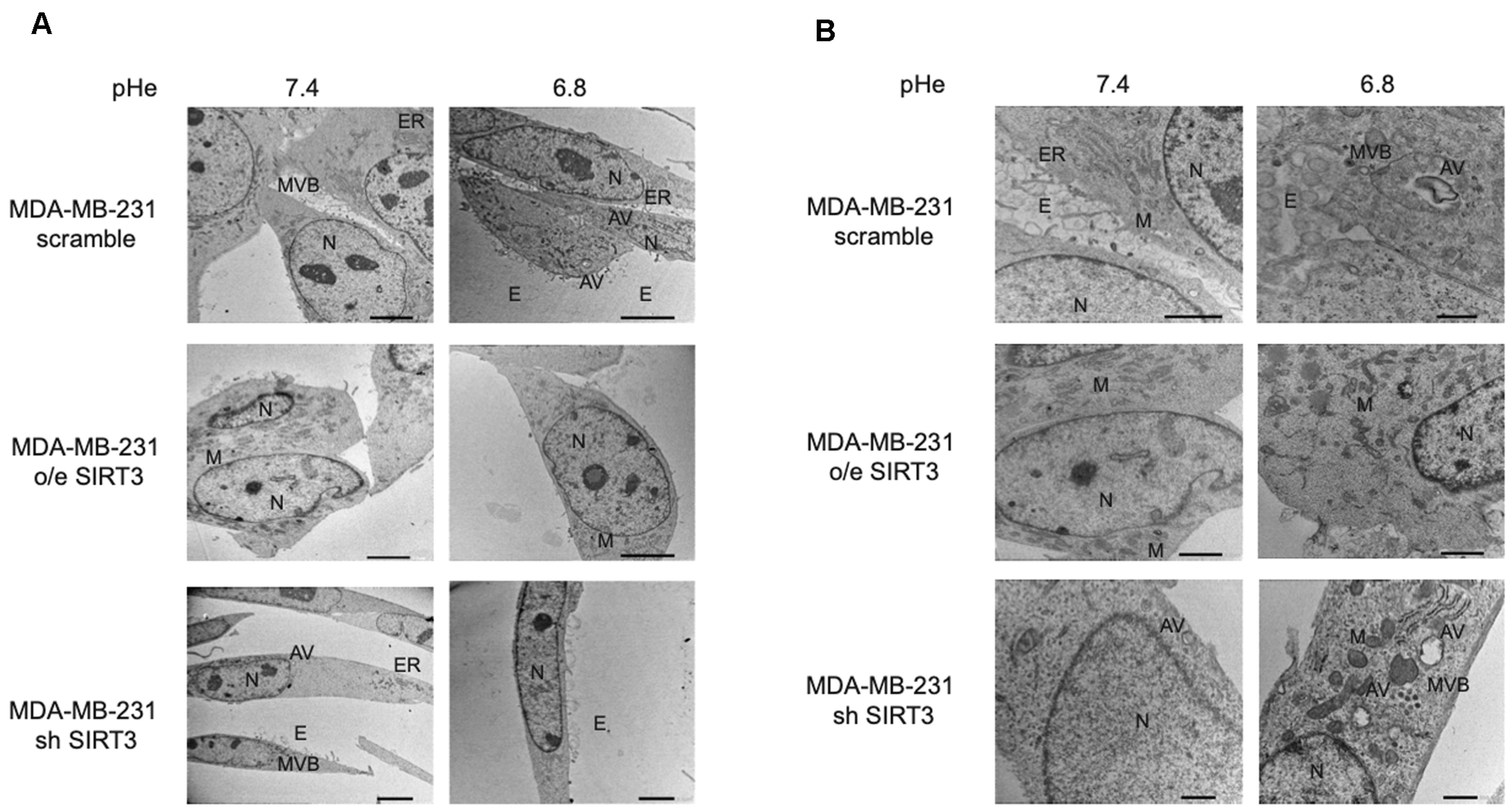 Pharmaceuticals 17 00810 g008 Pharmaceuticals 17 00810 g008
