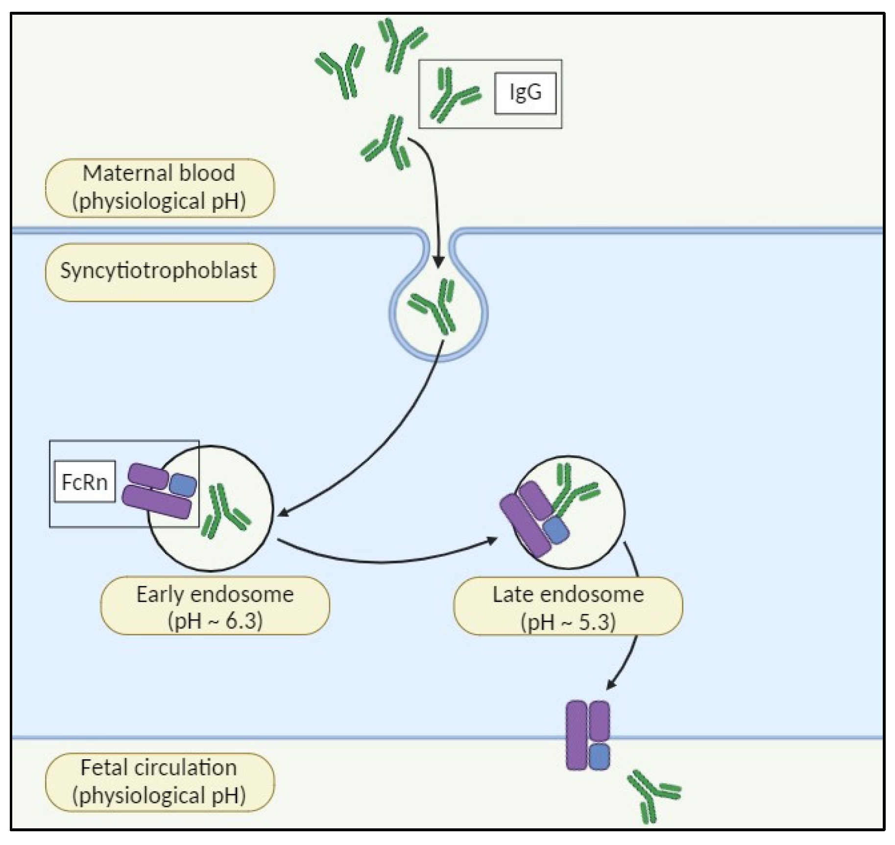 Pharmaceuticals 17 00904 g001