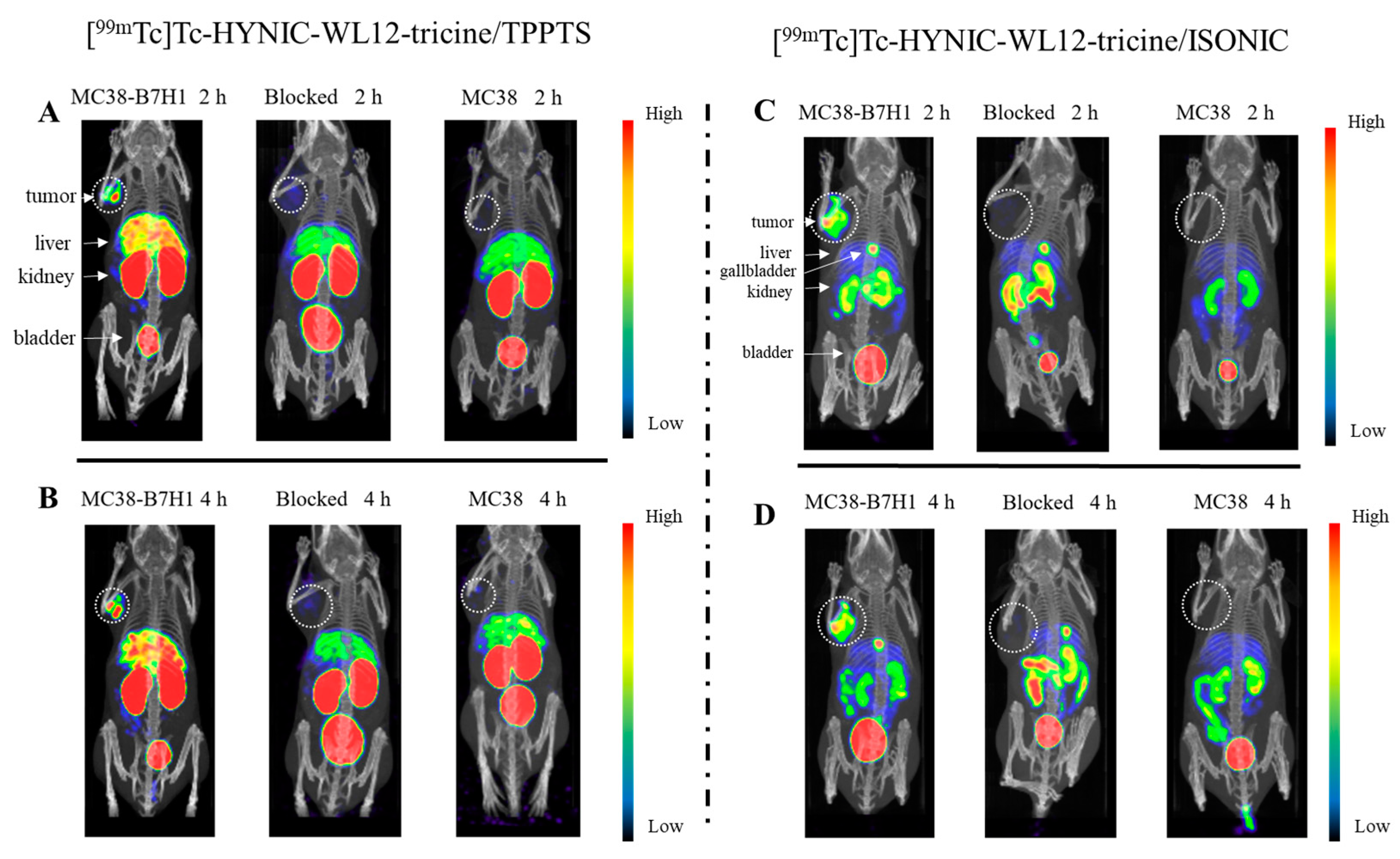 Pharmaceuticals 17 00906 g005 Pharmaceuticals 17 00906 g005