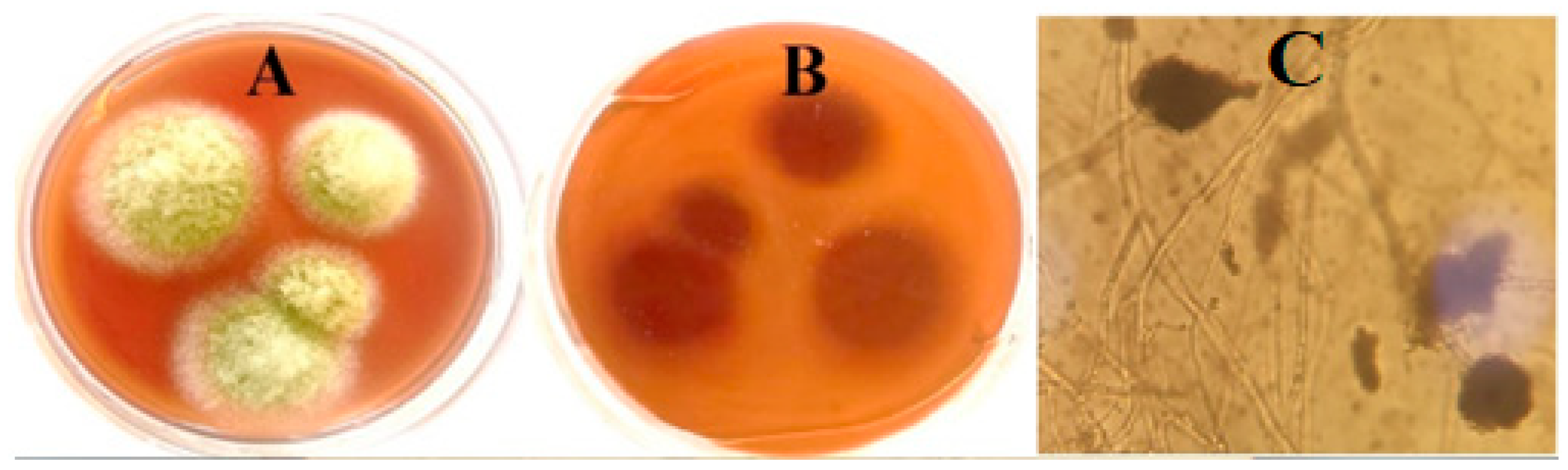 Pharmaceuticals 17 00915 g001